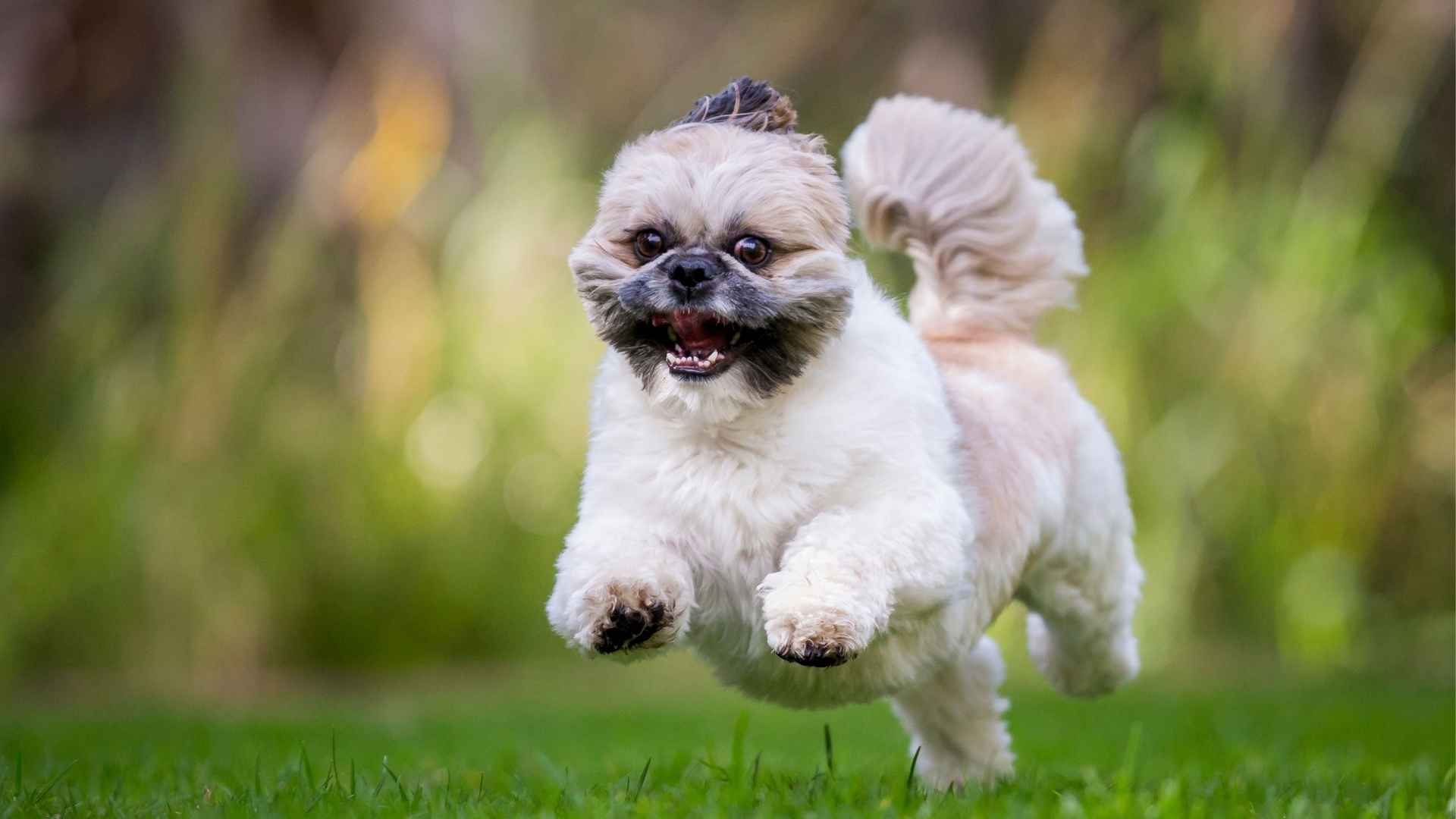 9 Playful Dog Breeds That Never Slow Down