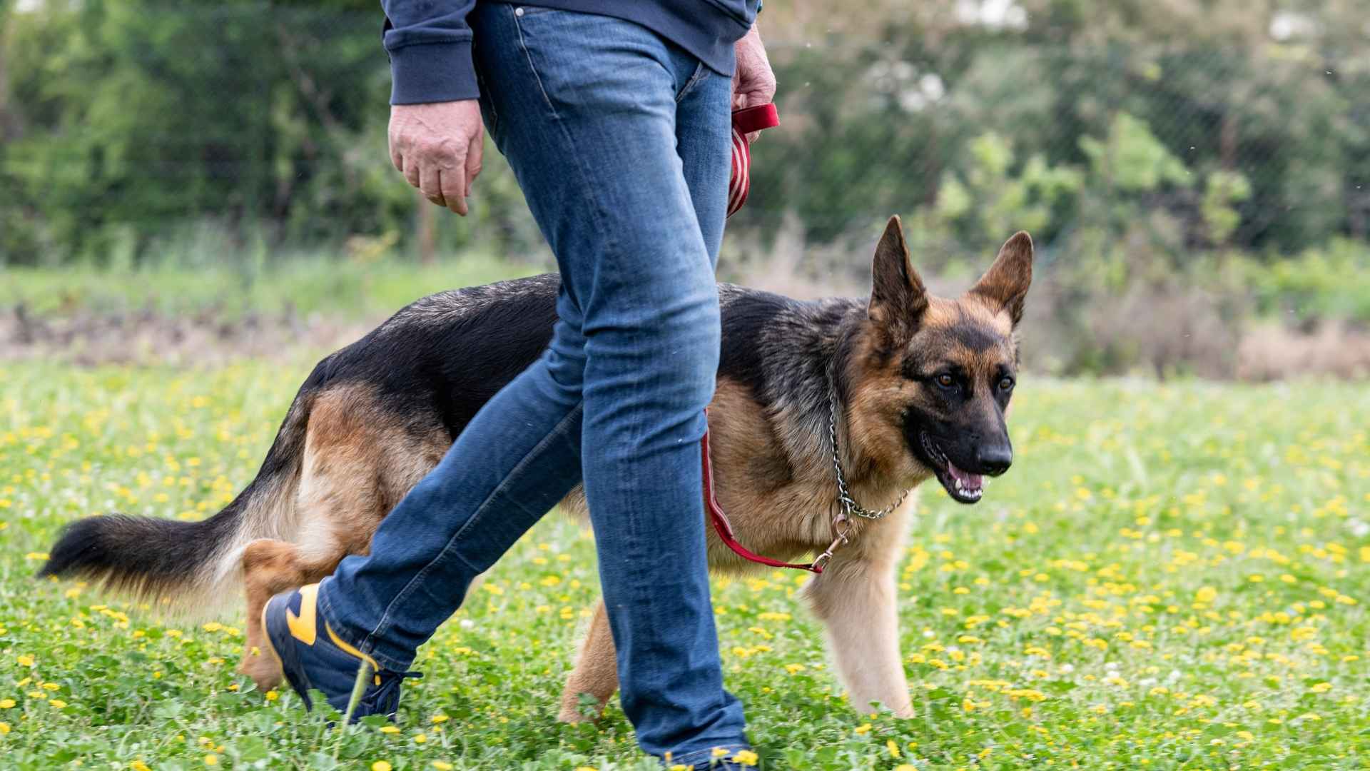 9 Protection Dog Breeds For Single Males