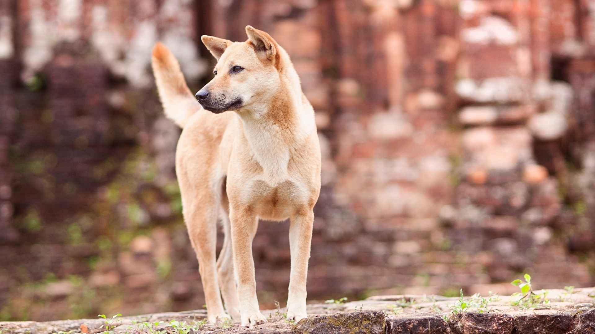 9 Rare Dog Breeds That Guarded Ancient Temples