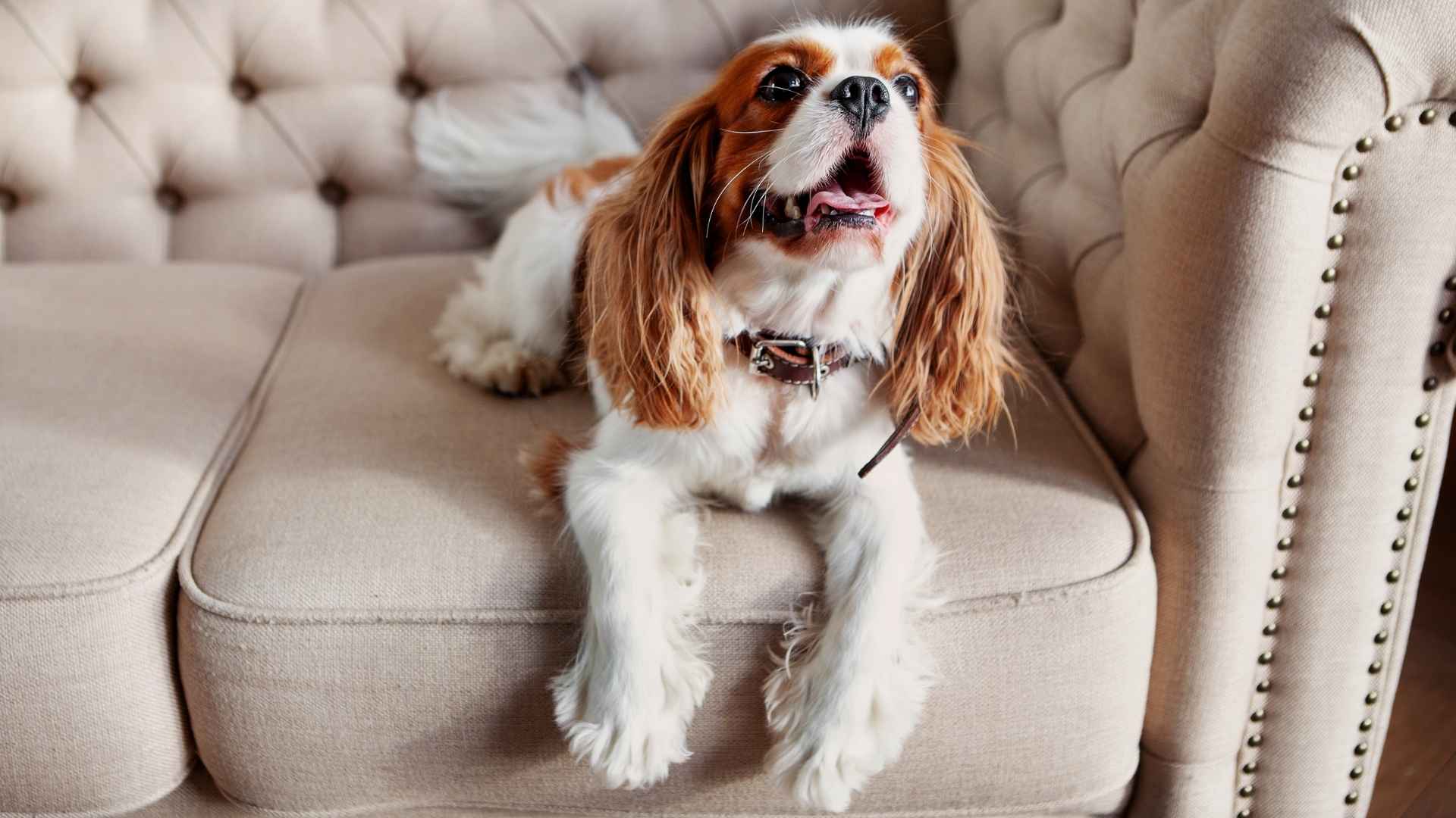9 Relaxed Dog Breeds That Love Routine