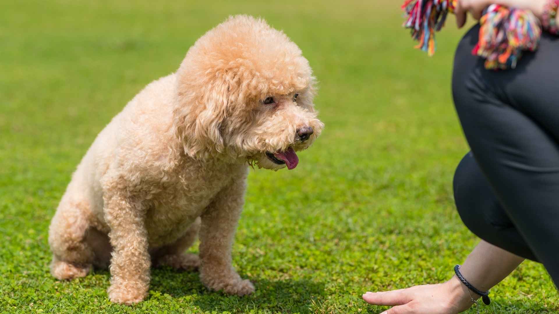9 Rule-Following Dog Breeds That Are Born Obedient