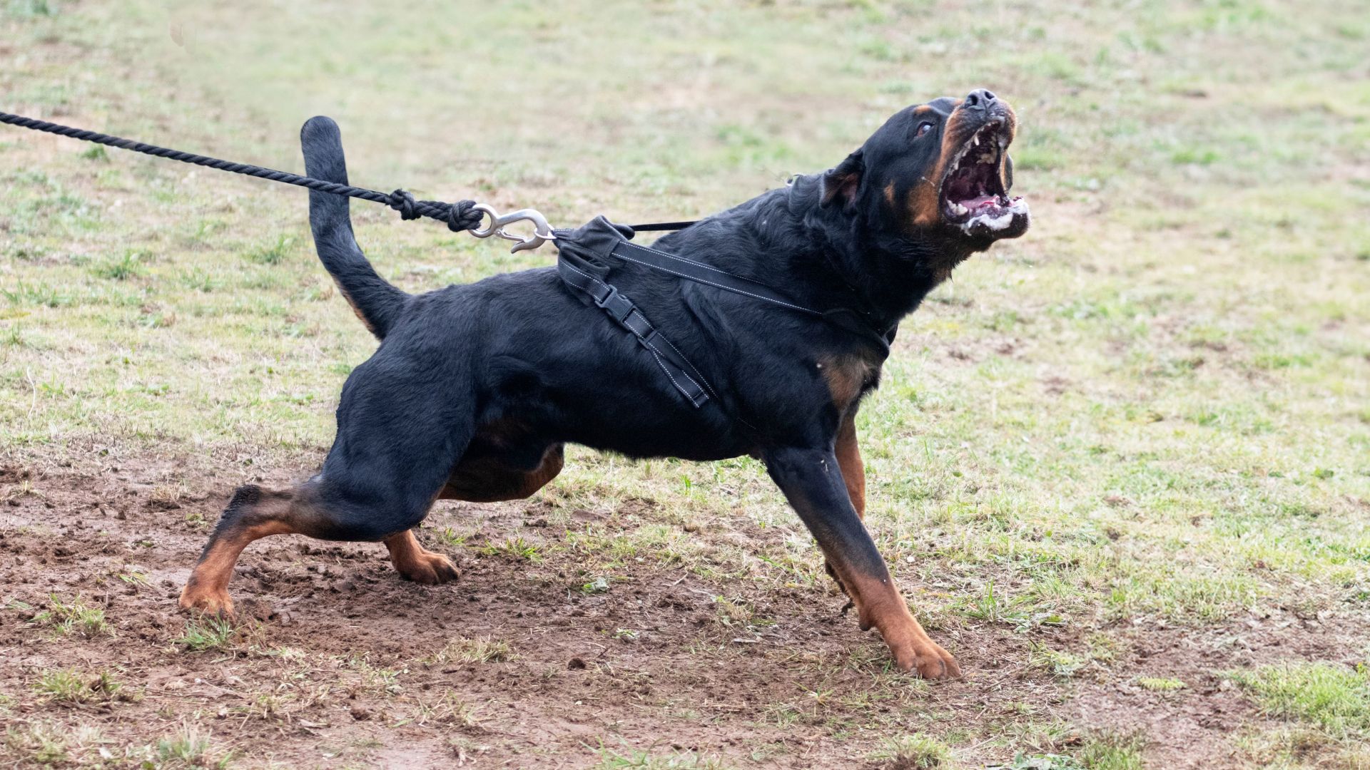 9 Scariest Dog Breeds When It Comes To Misbehavior