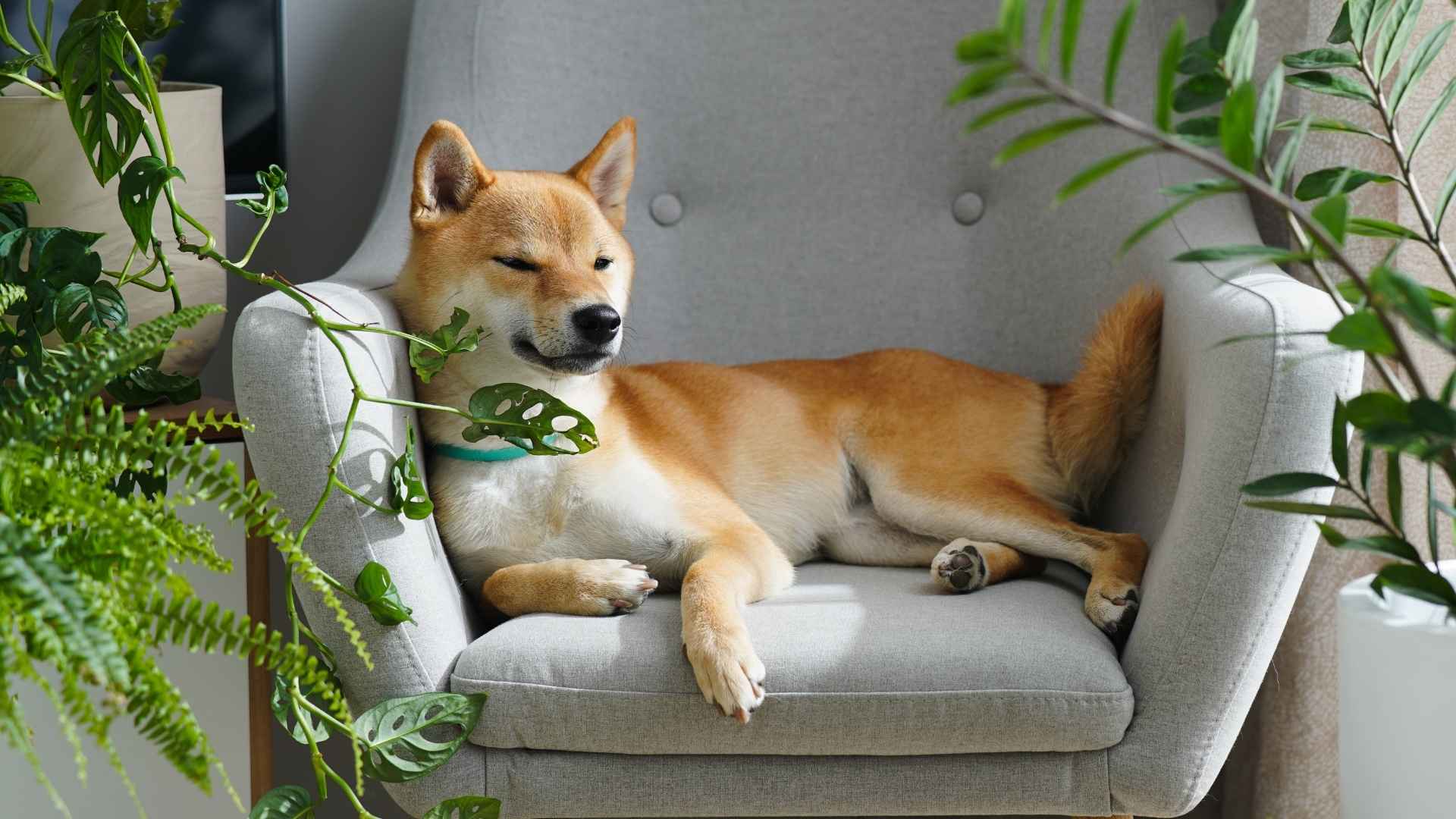 9 Self-Sufficient Dog Breeds That Handle Alone Time Like Pros