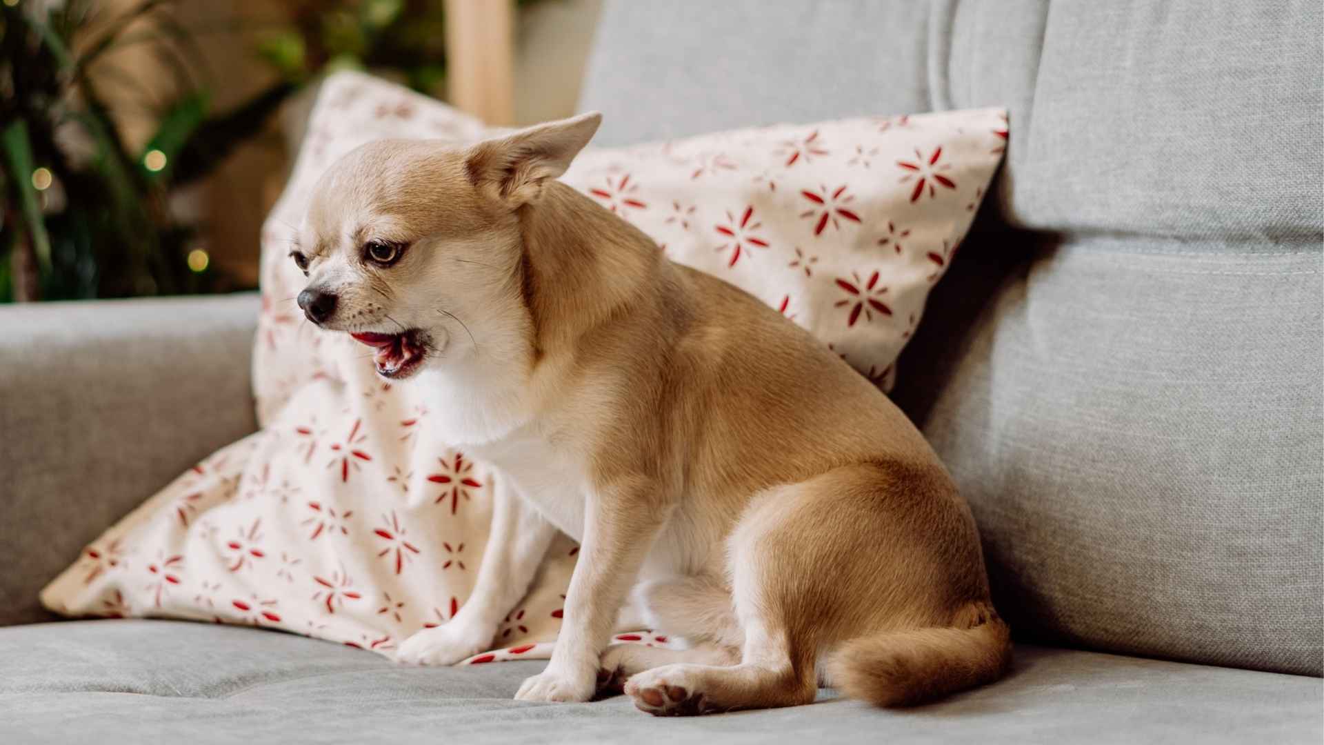 9 Small Barking Dog Breeds That Thrive With Minimal Effort