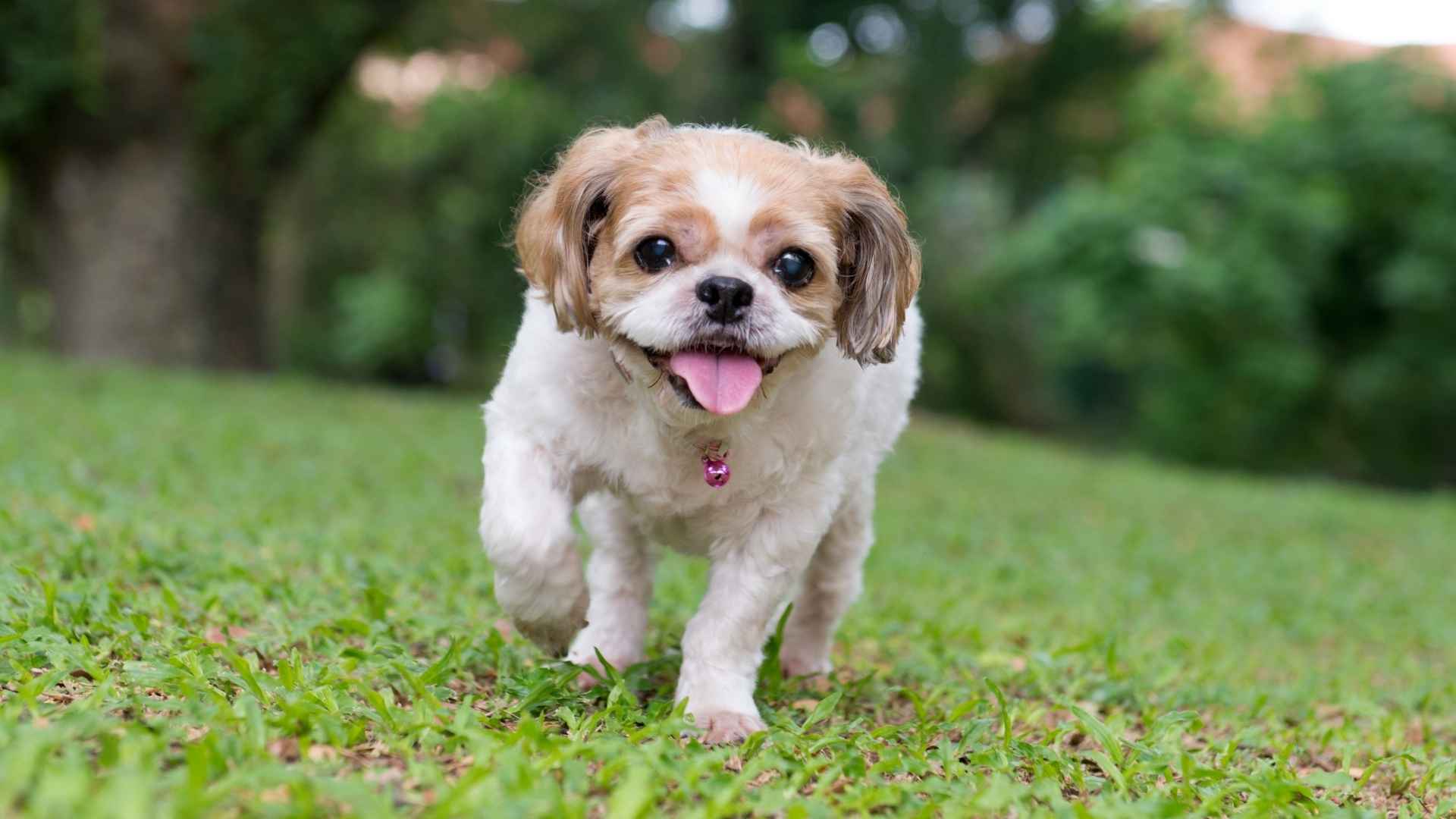 9 Small Playful Dog Breeds That Are Bursting With Fun