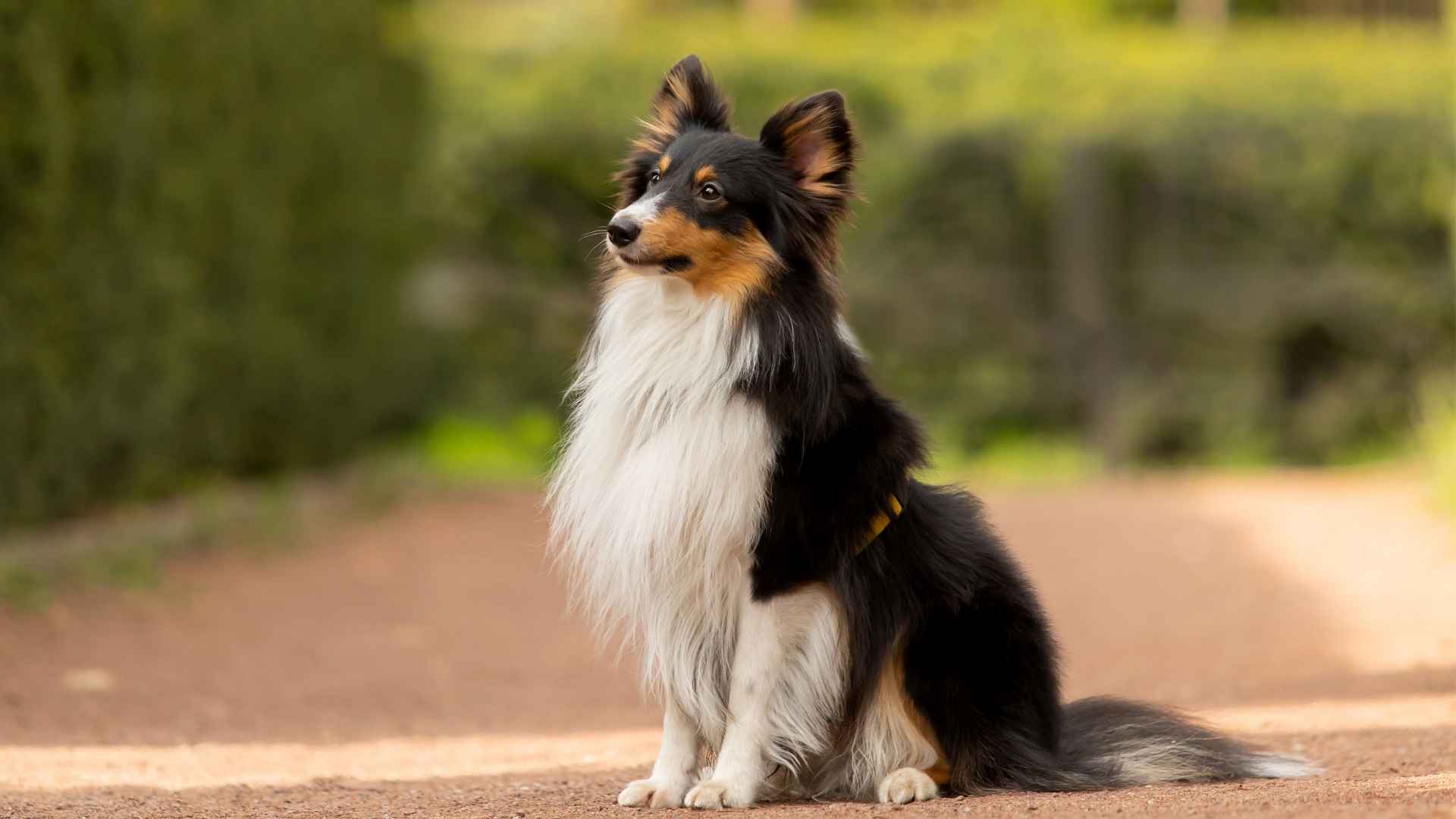 9 Smart Dog Breeds That Impress Everyone