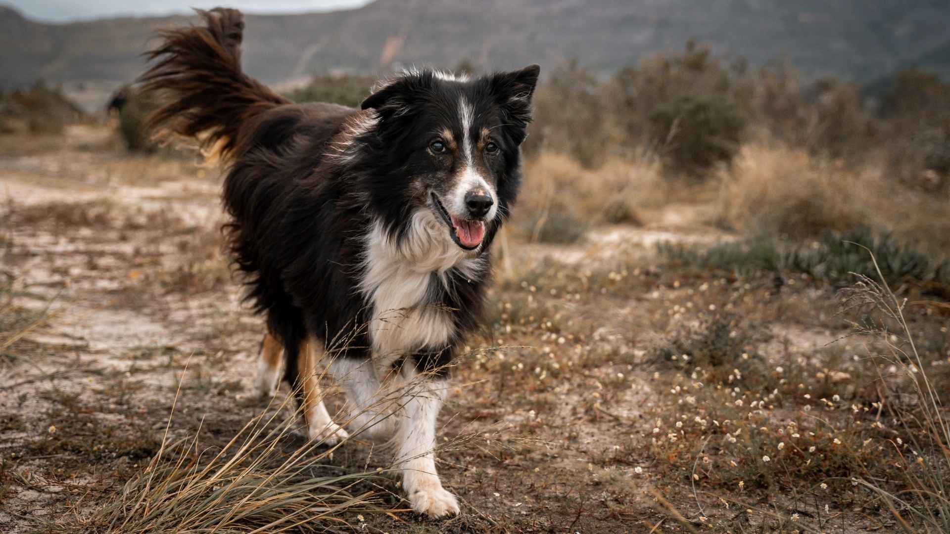 9 Smart Dog Breeds That Like A Challenge