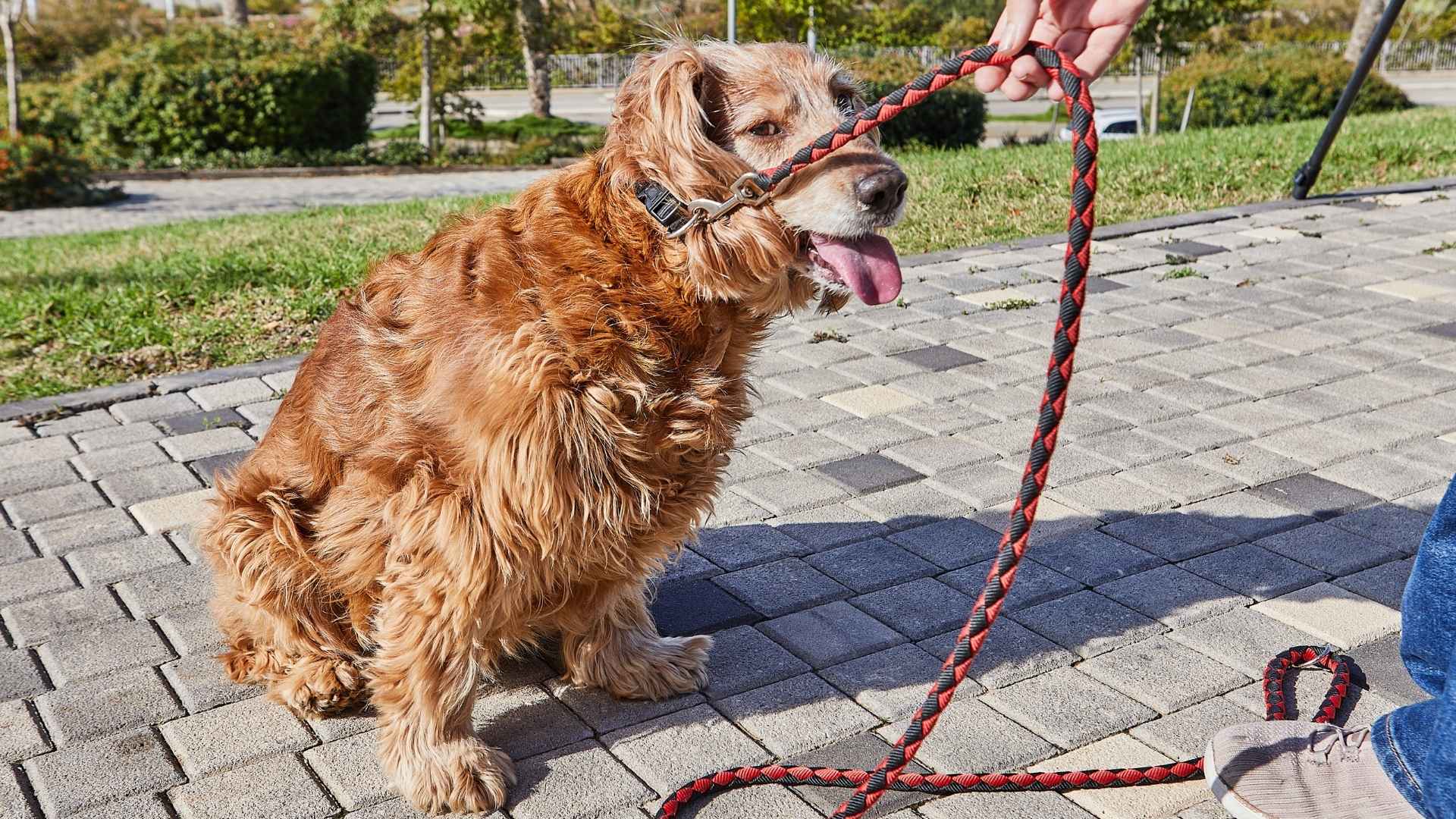 9 Smartest Dog Breeds That Learn to Untangle Their Own Leashes