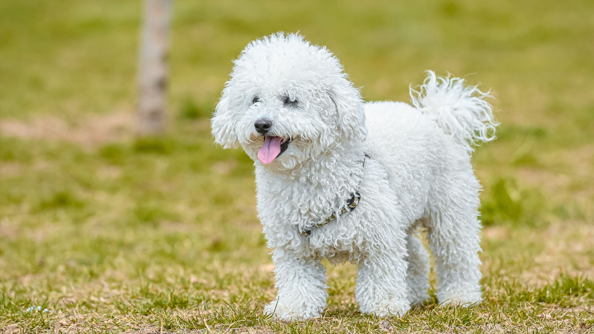 9 Smartest Dog Breeds To Help You Solve Daily Problems At Home