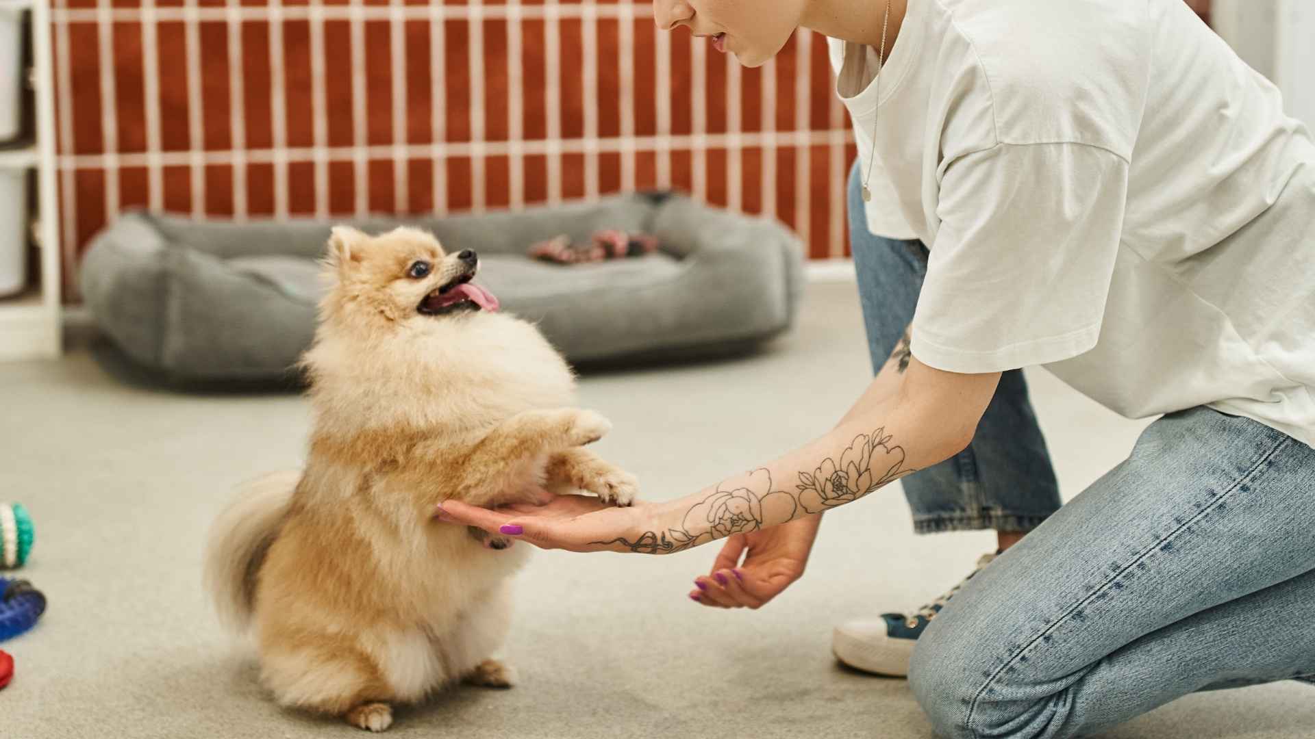 9 Smartest Toy Dog Breeds For Protection