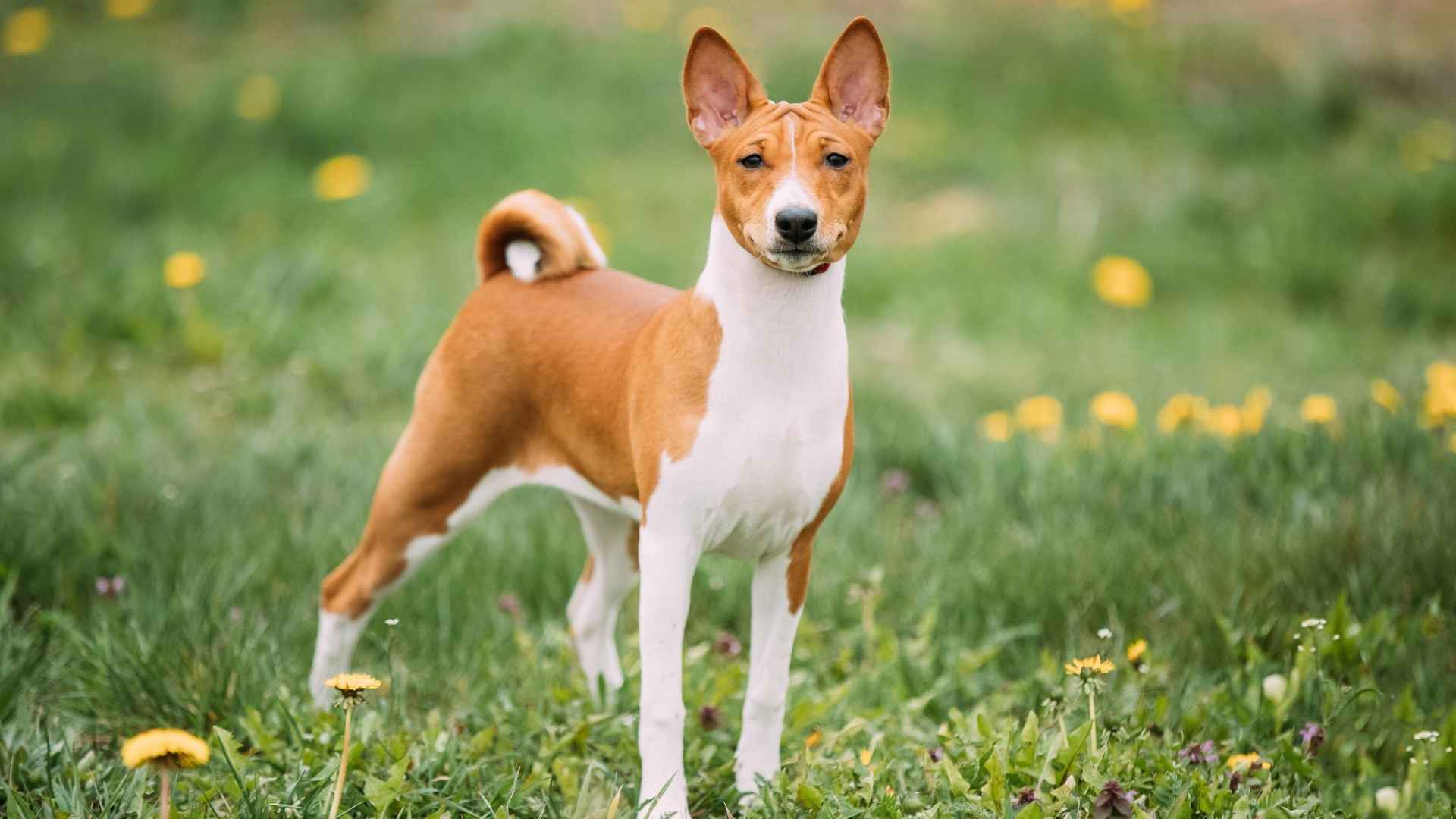 9 Sociable (But Shy!) Dog Breeds That Thrive with Patience and Love