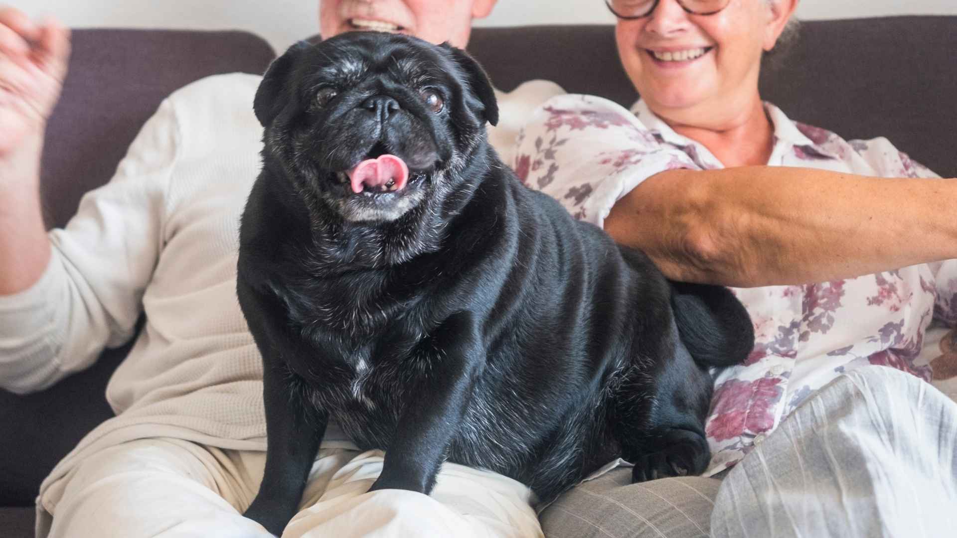 9 Super Loyal Dog Breeds Ideal For Seniors That Make Perfect Companions