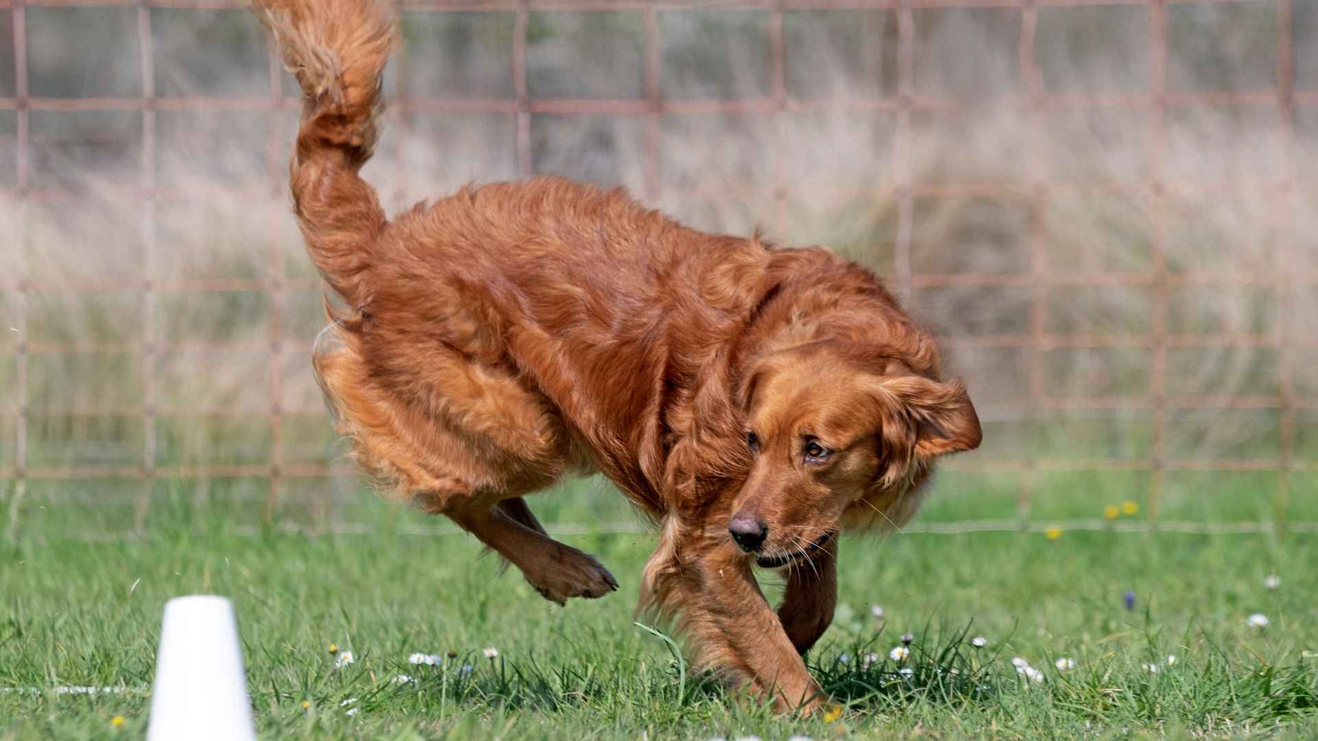 9 Super Smart Retriever Dog Breeds