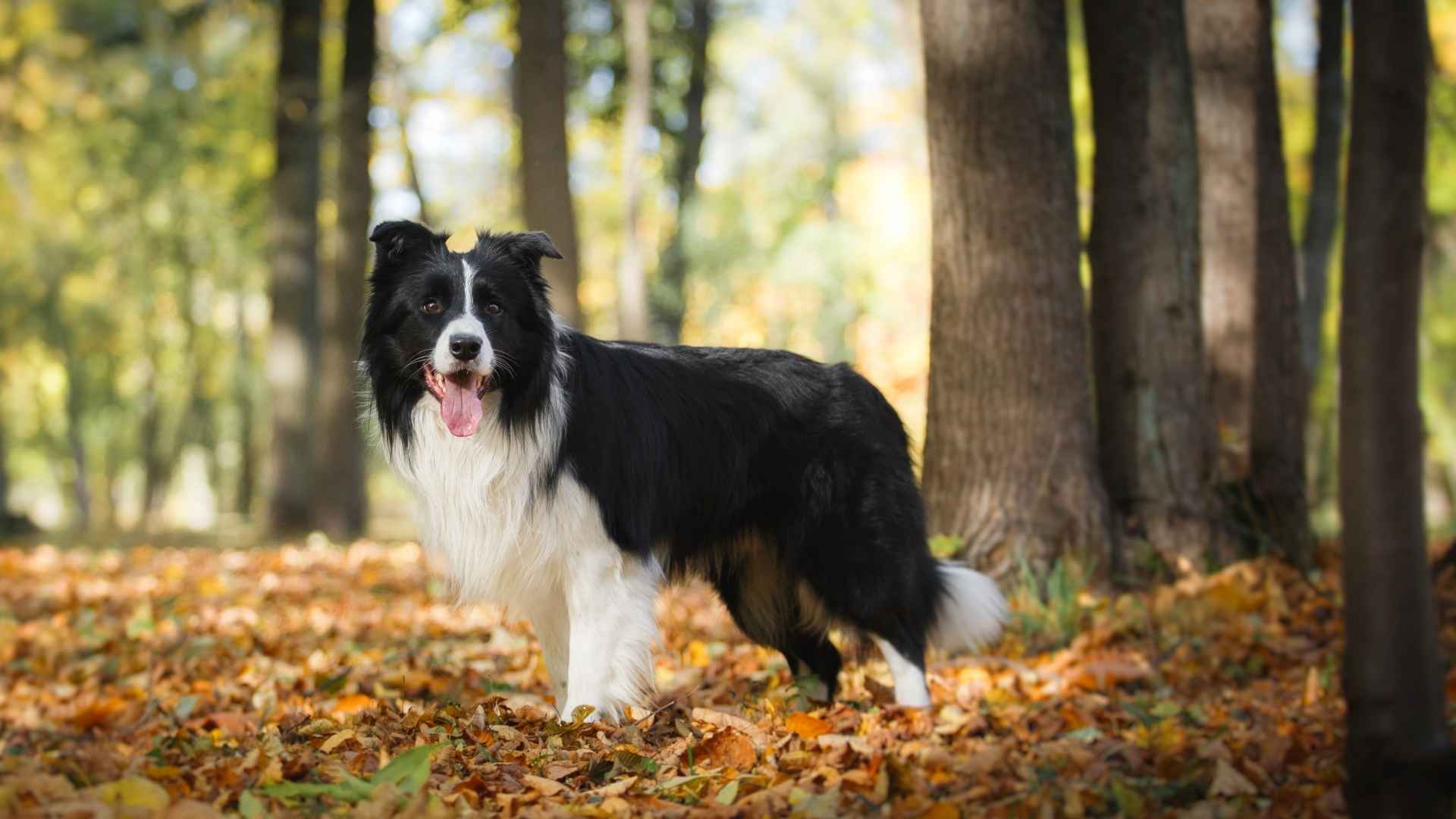 top dog breeds that’ll challenge your smartest friend
