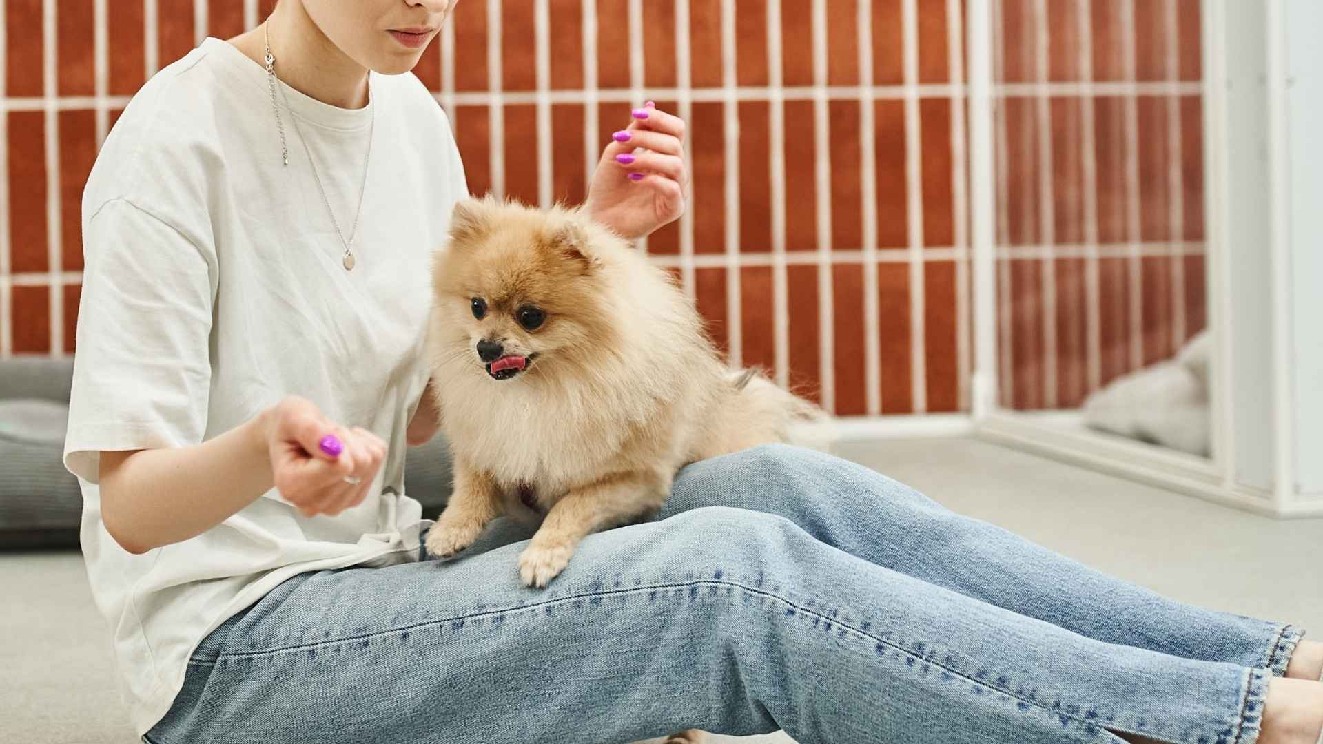 9 Toy Dog Breeds That Will Stay With You