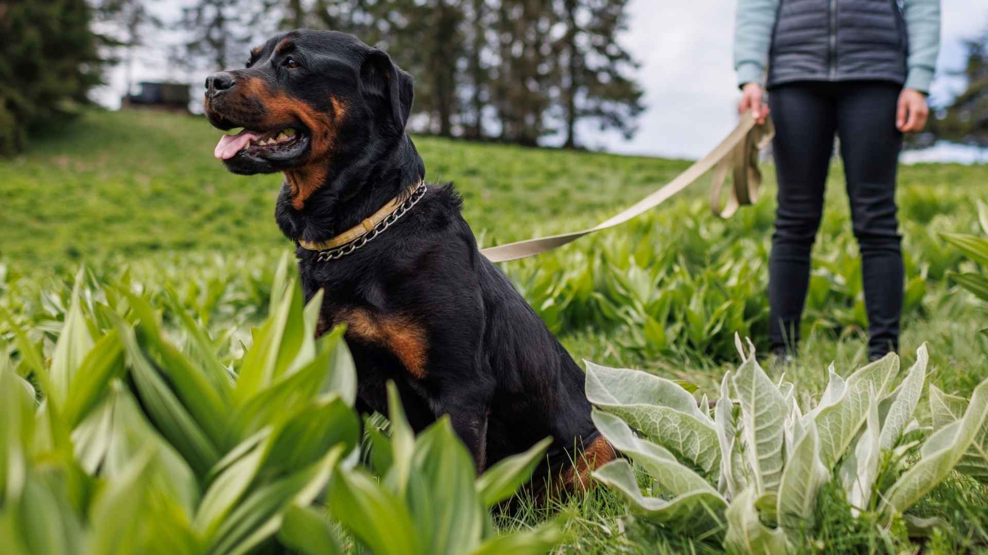 9 Ultimate Dog Breeds That Will Always Have Your Back