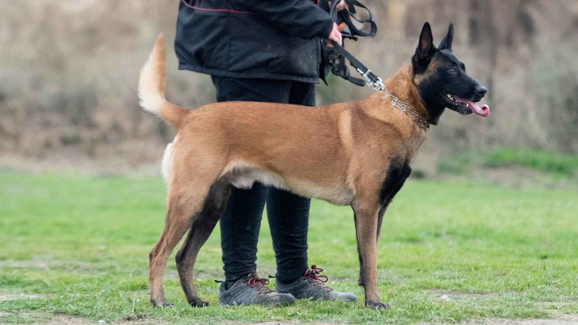 9 Unbelievably Loyal Rescue Dog Breeds That Will Never Forget You
