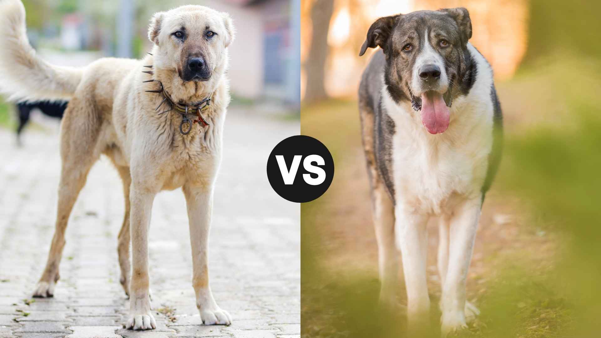 Anatolian Shepherd vs. Spanish Mastiff: Which Protects Farms Better?