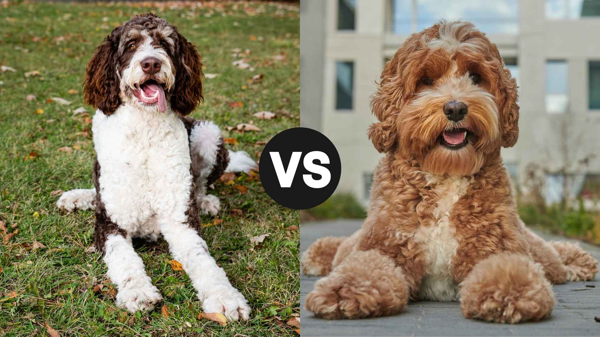 Bernedoodle vs. Labradoodle: Which Is Better With Kids?