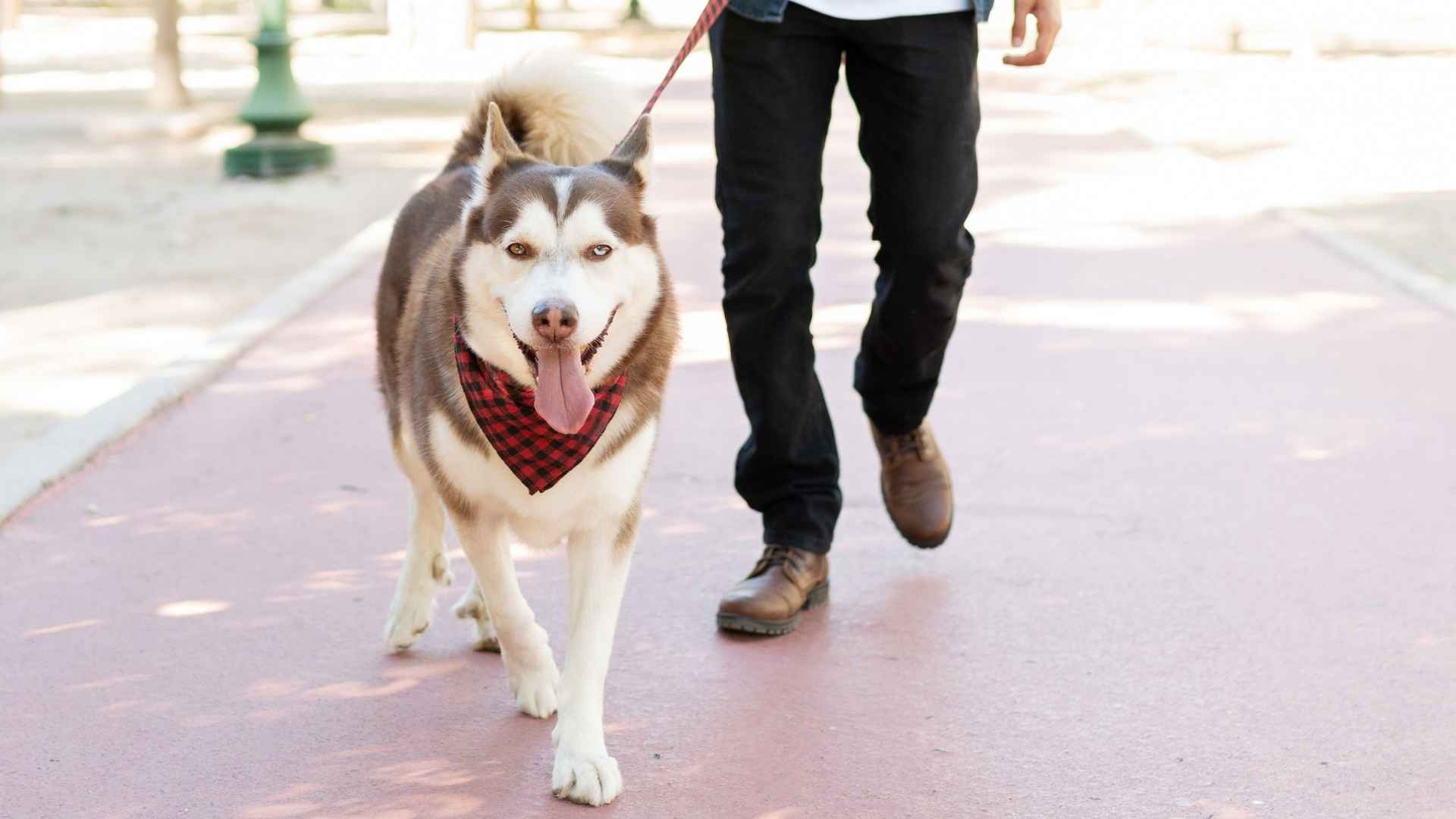 7 Best Friendly Dog Breeds For Long Walks Together