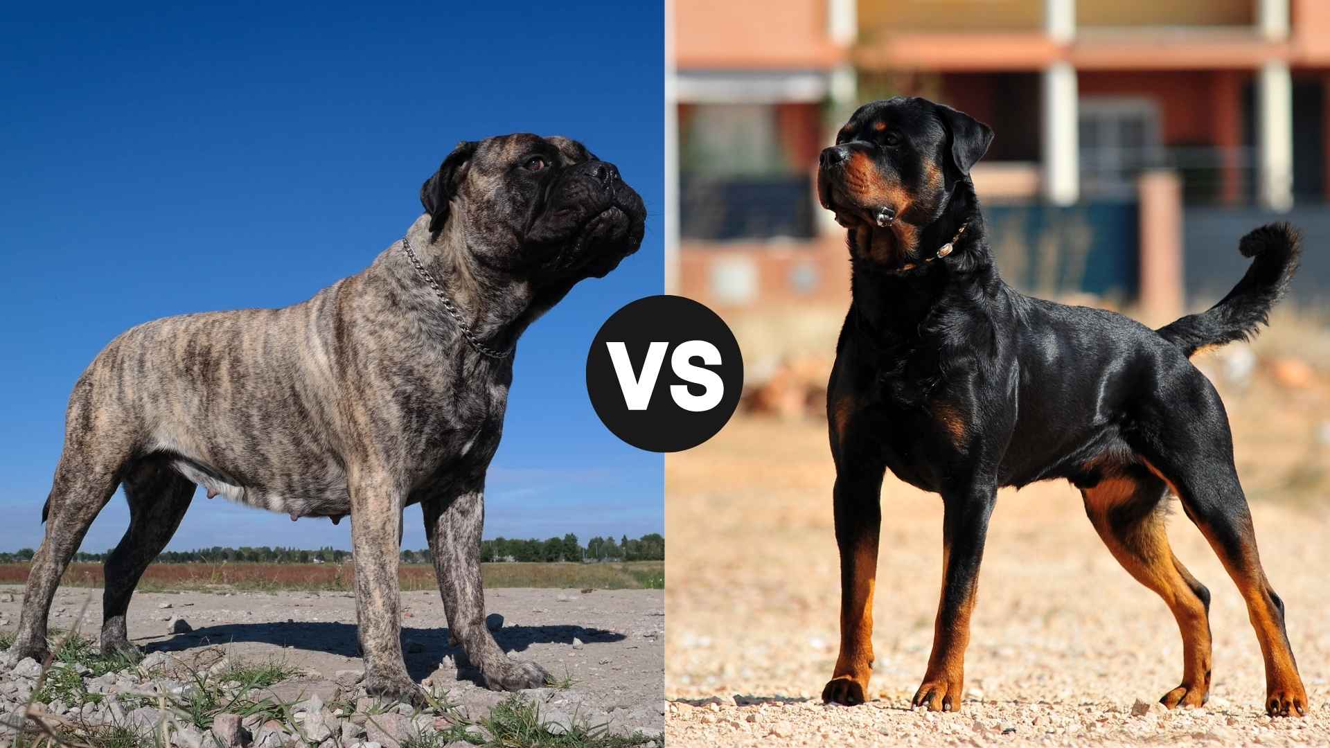 Bullmastiff vs. Rottweiler: Which Guards Homes Better?