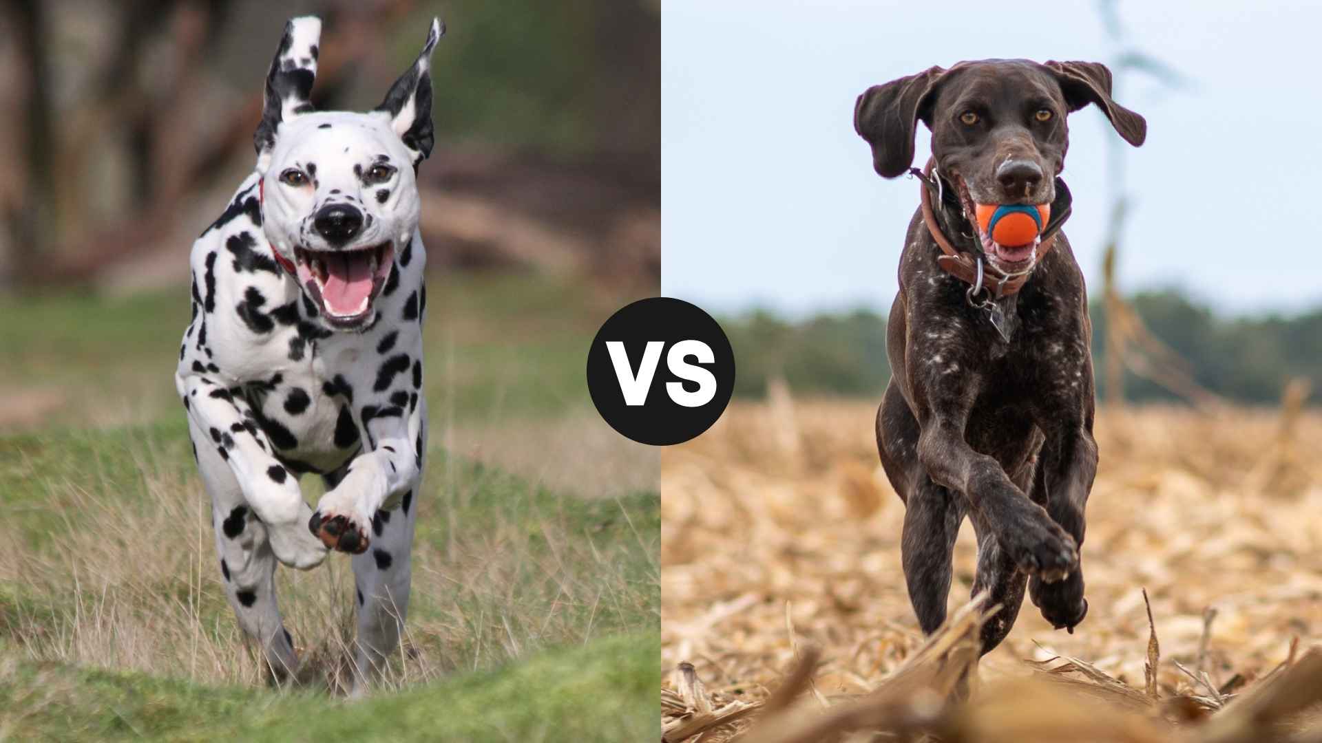 Dalmatian vs Pointer: Which Hunts Better for Your Next Adventure?