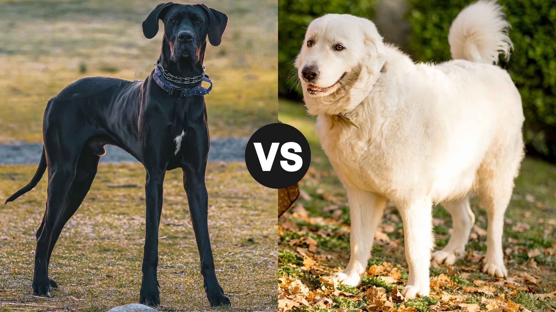 Great Dane vs. Great Pyrenees: Which is Better With Kids?