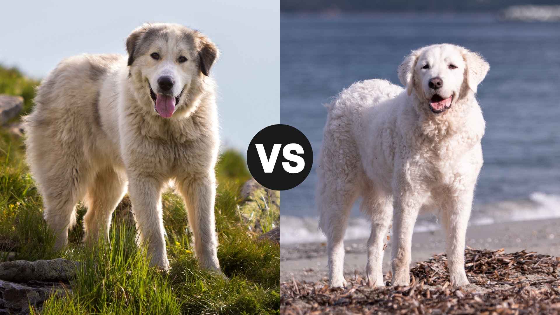 Great Pyrenees vs. Kuvasz: Which Guards Livestock Better?