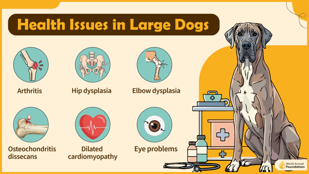 Health Issues in Large Dog