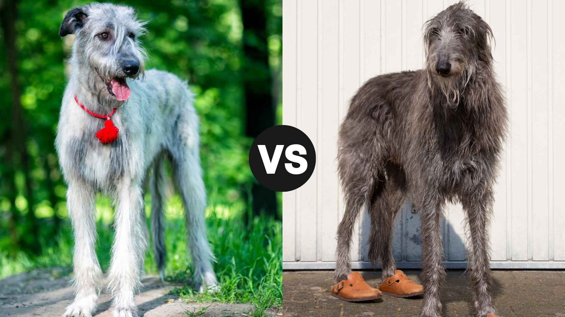Irish Wolfhound vs. Scottish Deerhound: Which Runs Faster In A Dog Duel