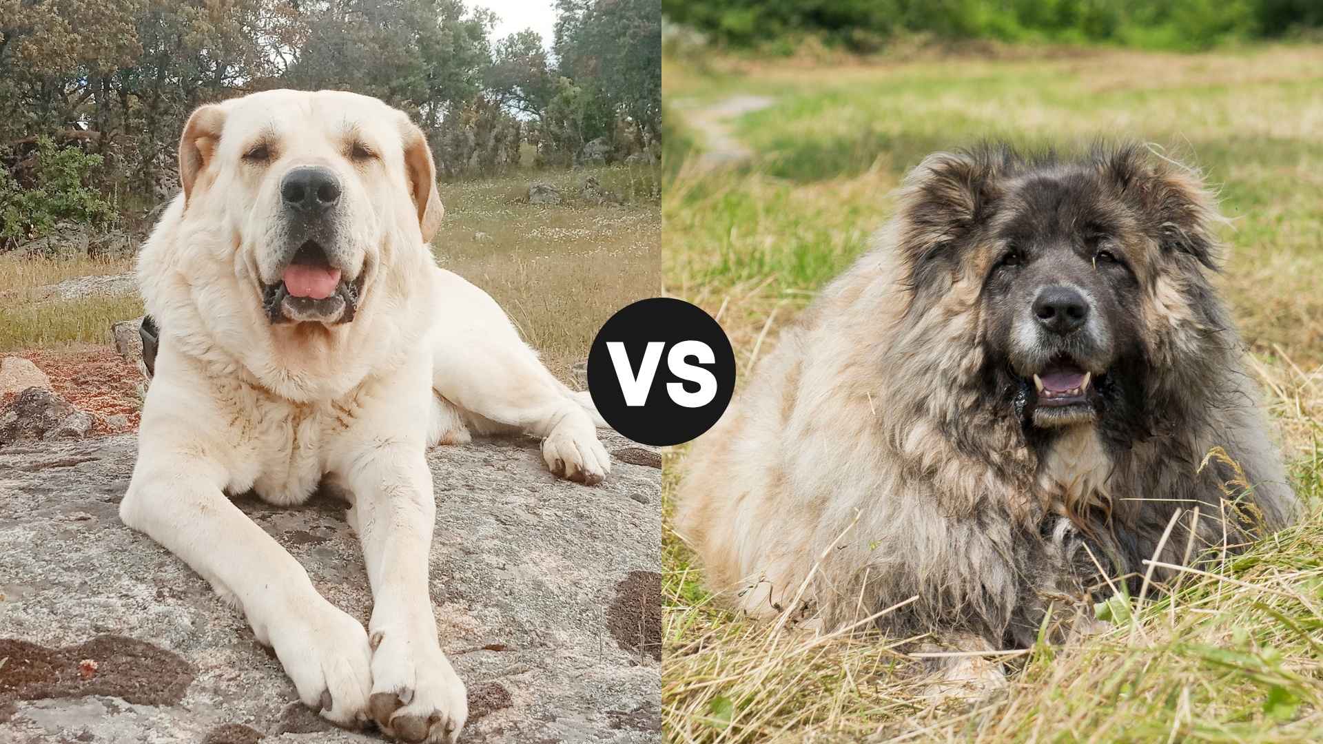 Kangal vs. Caucasian Shepherd: Which Has Stronger Bite Force?