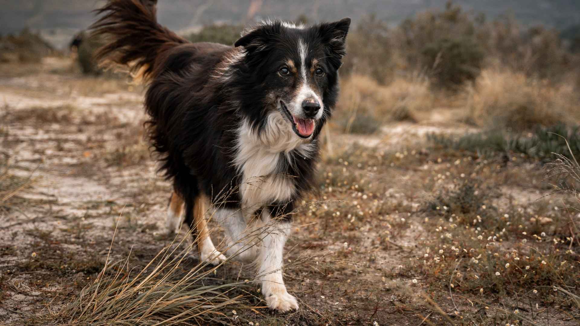 The 10 Most Clever Dog Breeds In Existence