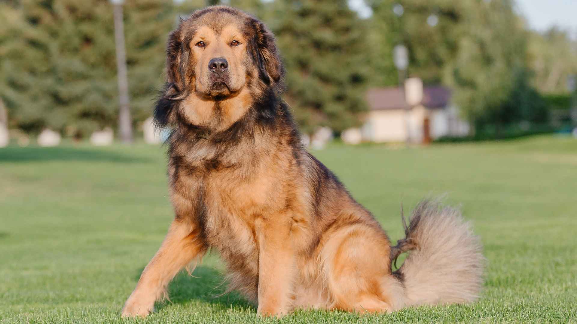 The 7 Largest Guard Dog Breeds In Existence