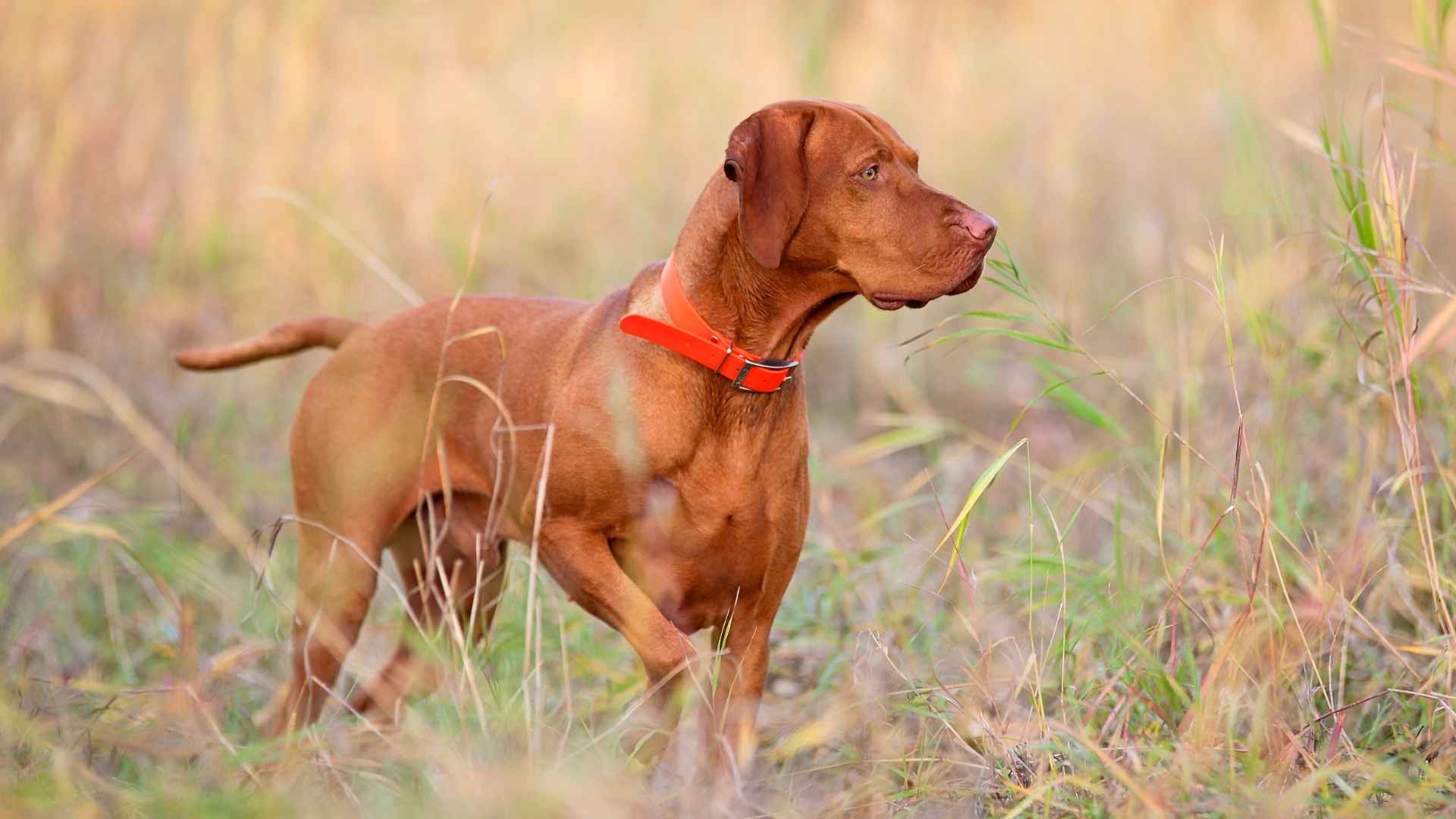 Top 10 Dog Breeds That Track Wounded Animals For Hunters