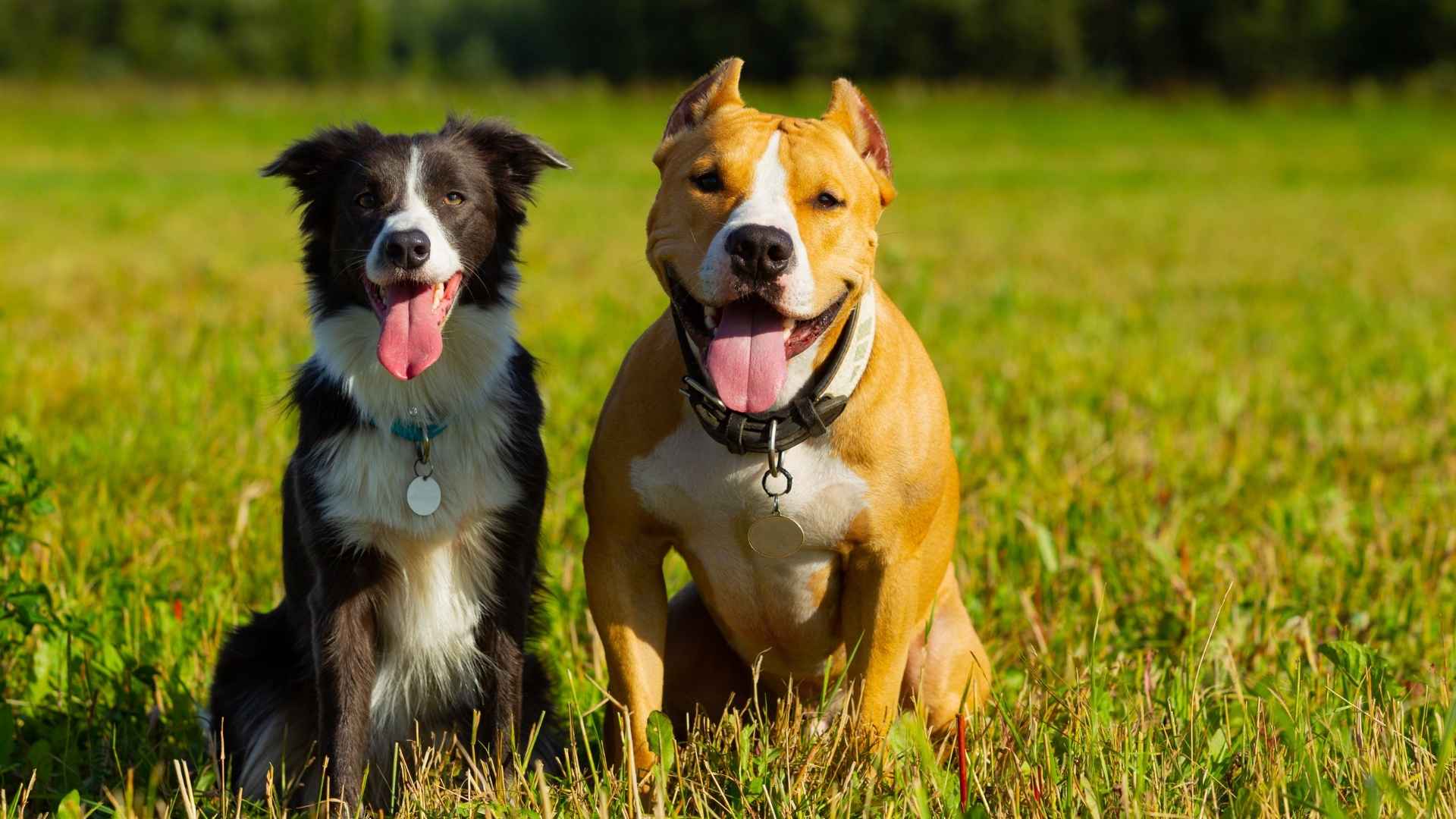 Top 10 Dog Breeds With a Talent for Making Friends And Winning Hearts