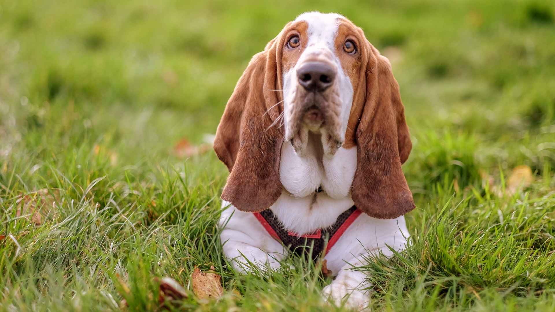 Top 10 Dog Breeds with the Most Powerful Sense of Hearing