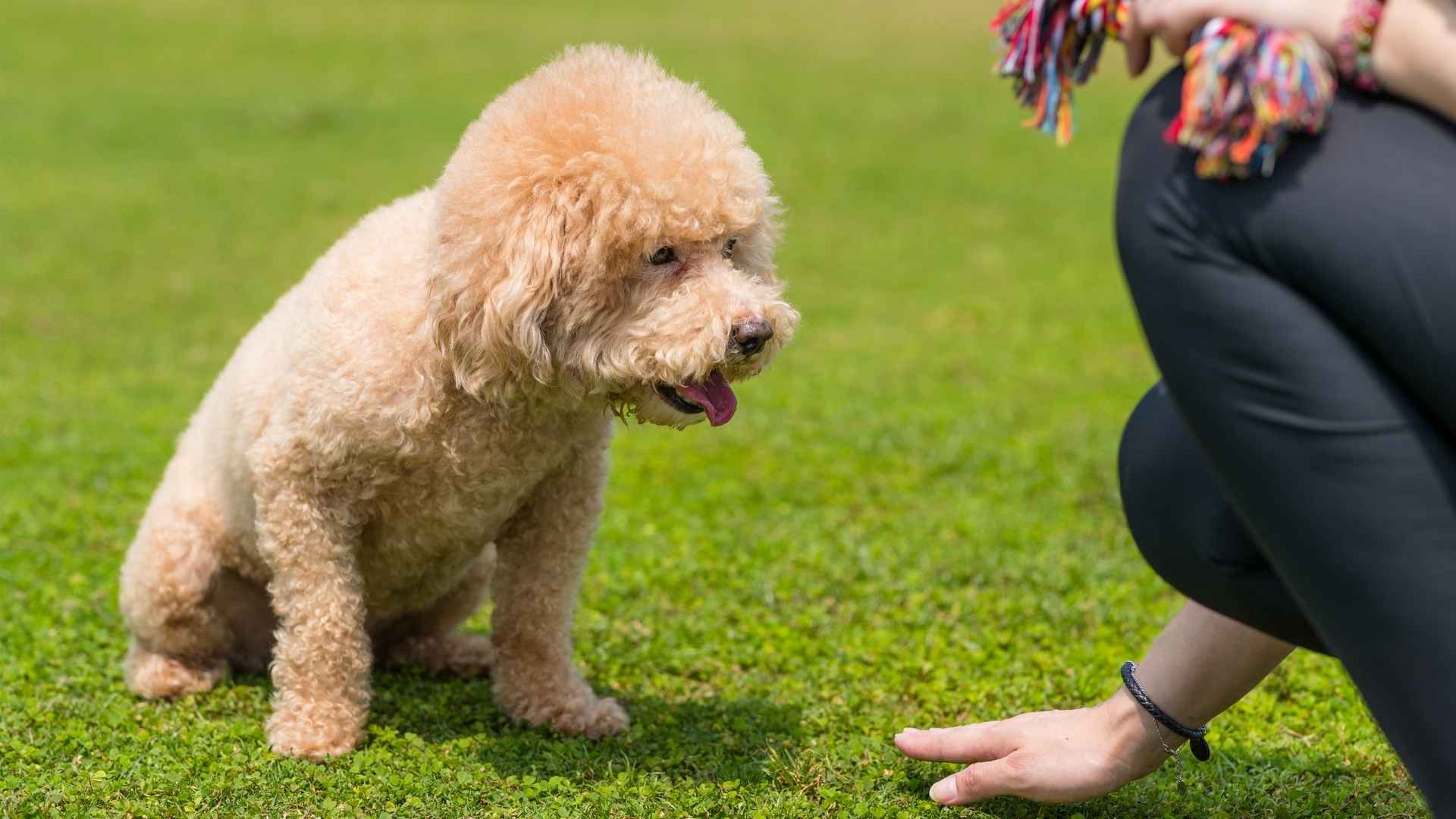 Top 10 Intelligent Poodle Dog Breeds
