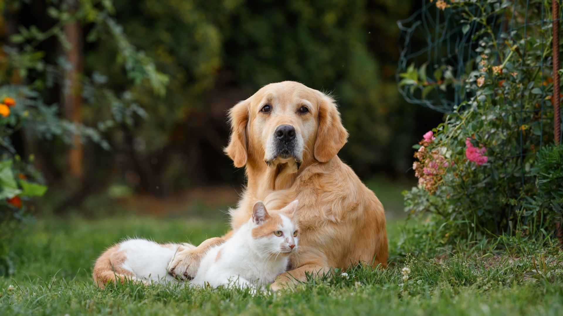 Top 10 Most Cat-Friendly Dog Breeds for Peaceful Paws Together