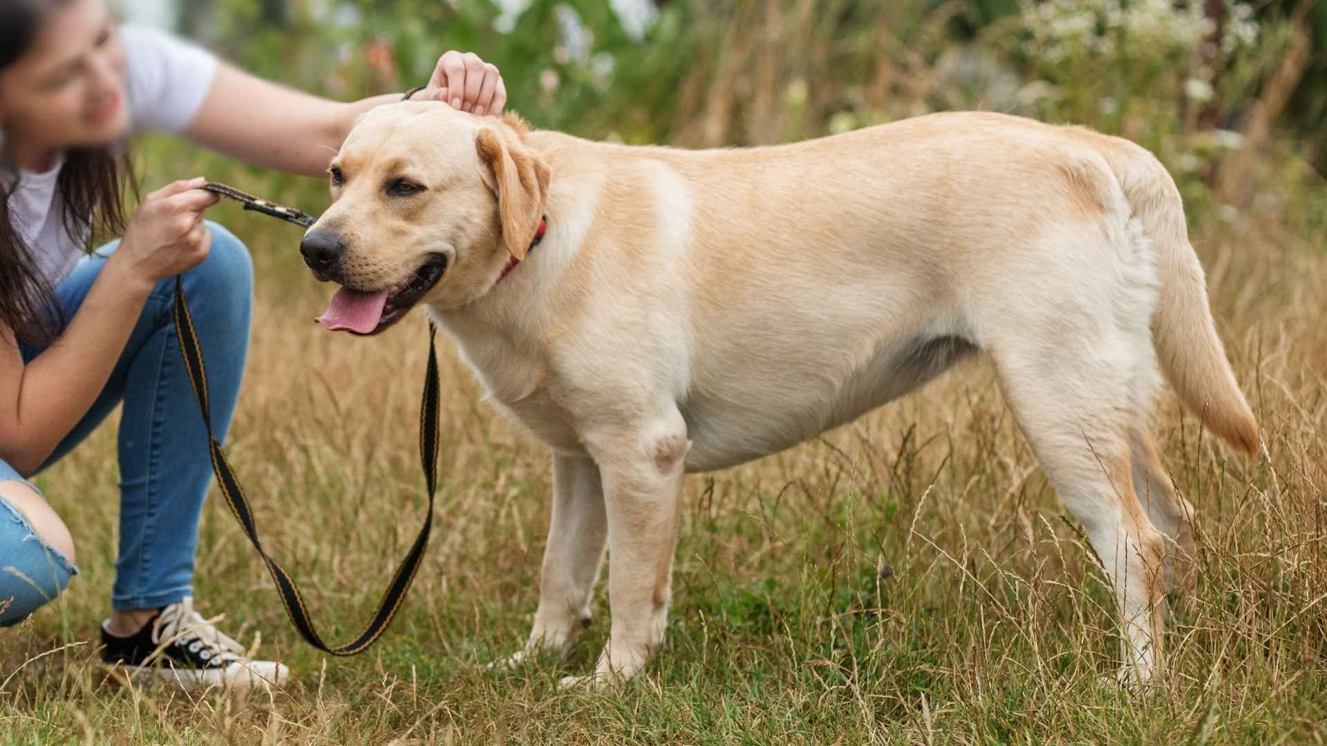 Top 10 Most Obedient Dog Breeds for Easy Training