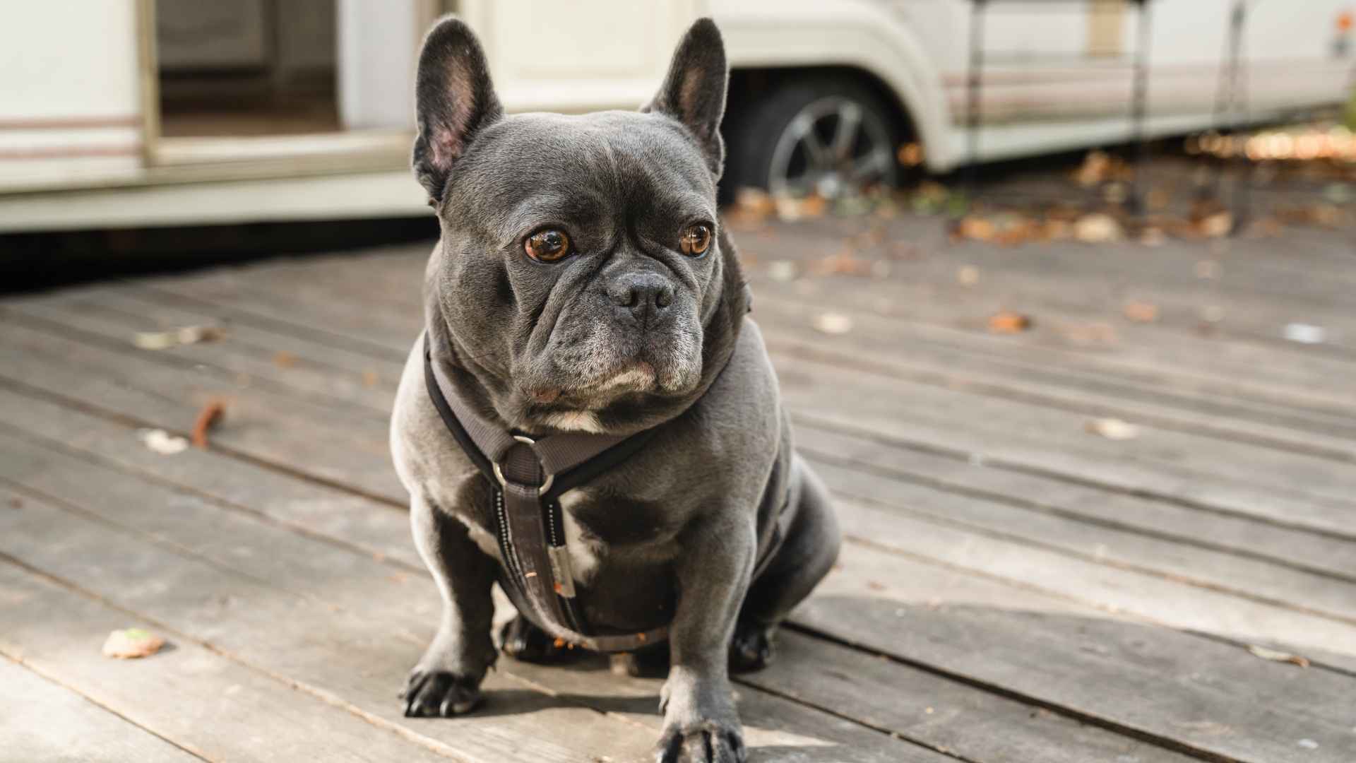 Top 7 Best Guard Dog Breeds for RV Living You Can Rely On