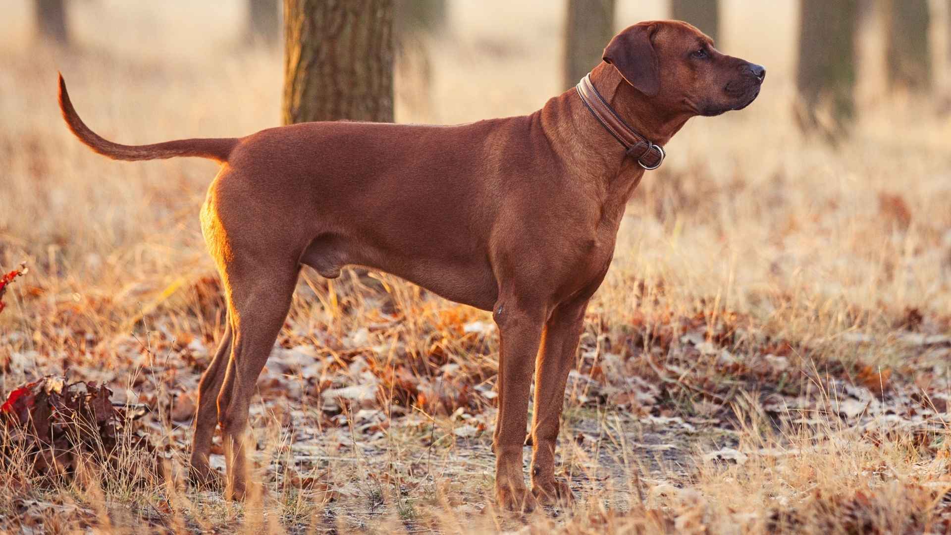 Top 7 Best Muscular Hunting Dog Breeds for Ultimate Performance