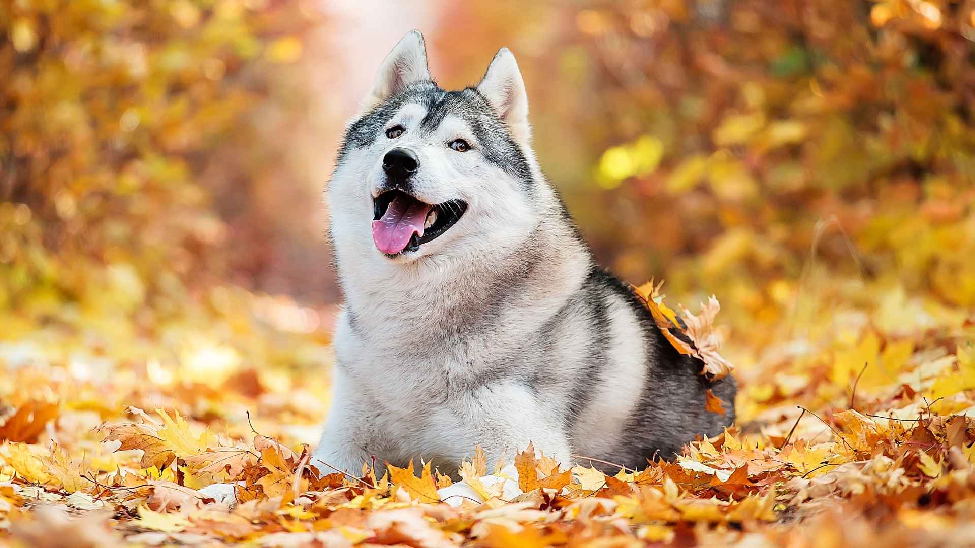 Top 7 Coolest Dog Breeds in the World That Totally Stand Out