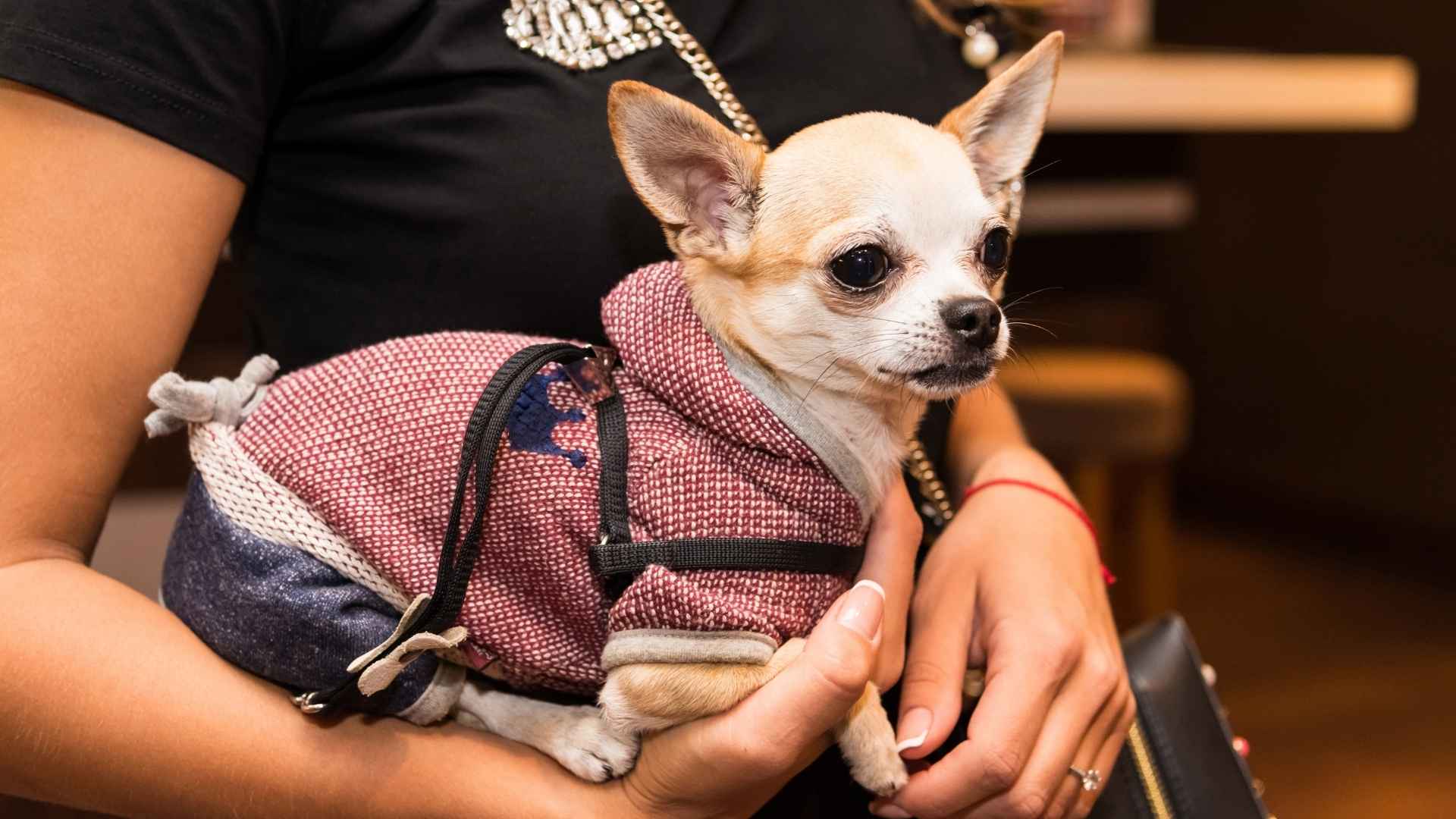 Top 7 Dog Breeds Most Committed To Their Human Companions