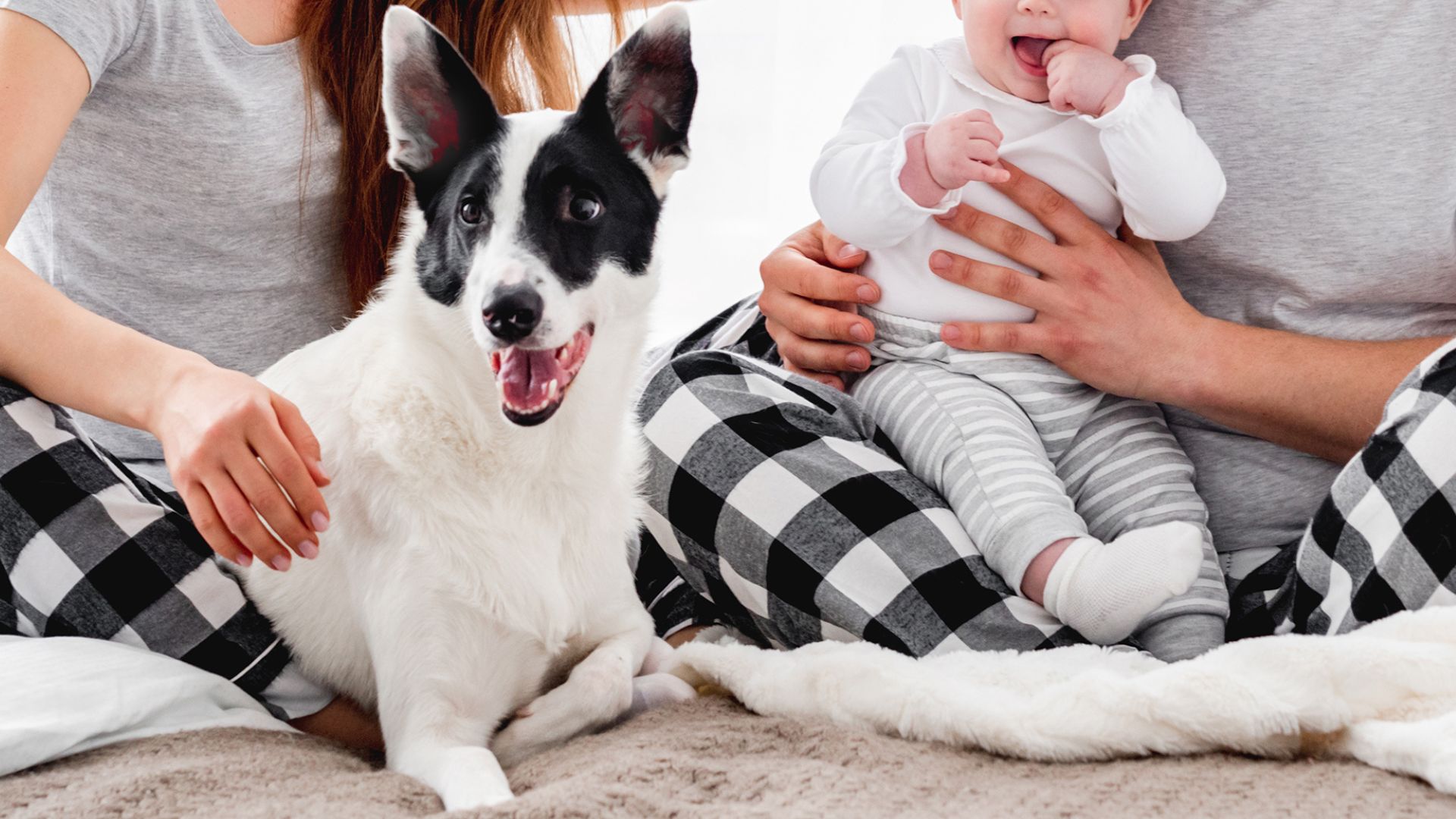 Top 7 Dog Breeds Perfect for Families With Newborns