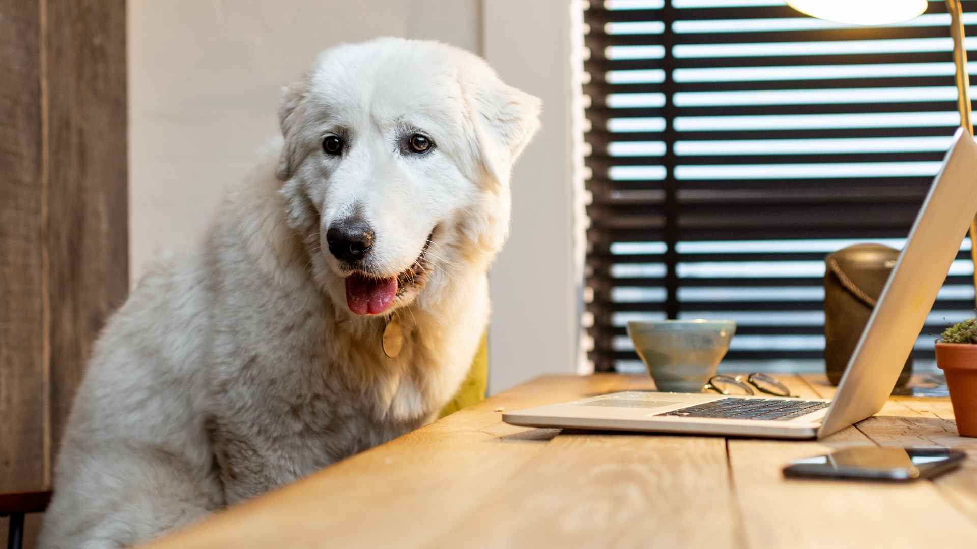 Top 7 Dog Breeds That Bark When Phones Vibrate on Tables