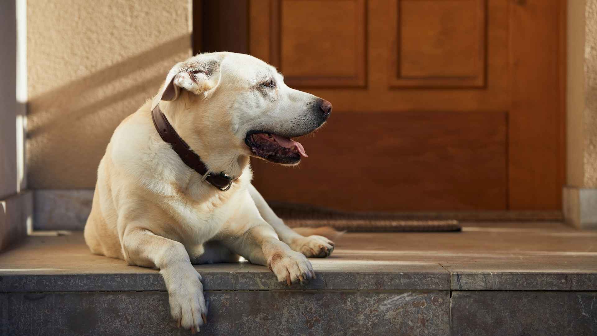 Top 7 Dog Breeds That Bark When Strangers Knock at Doors