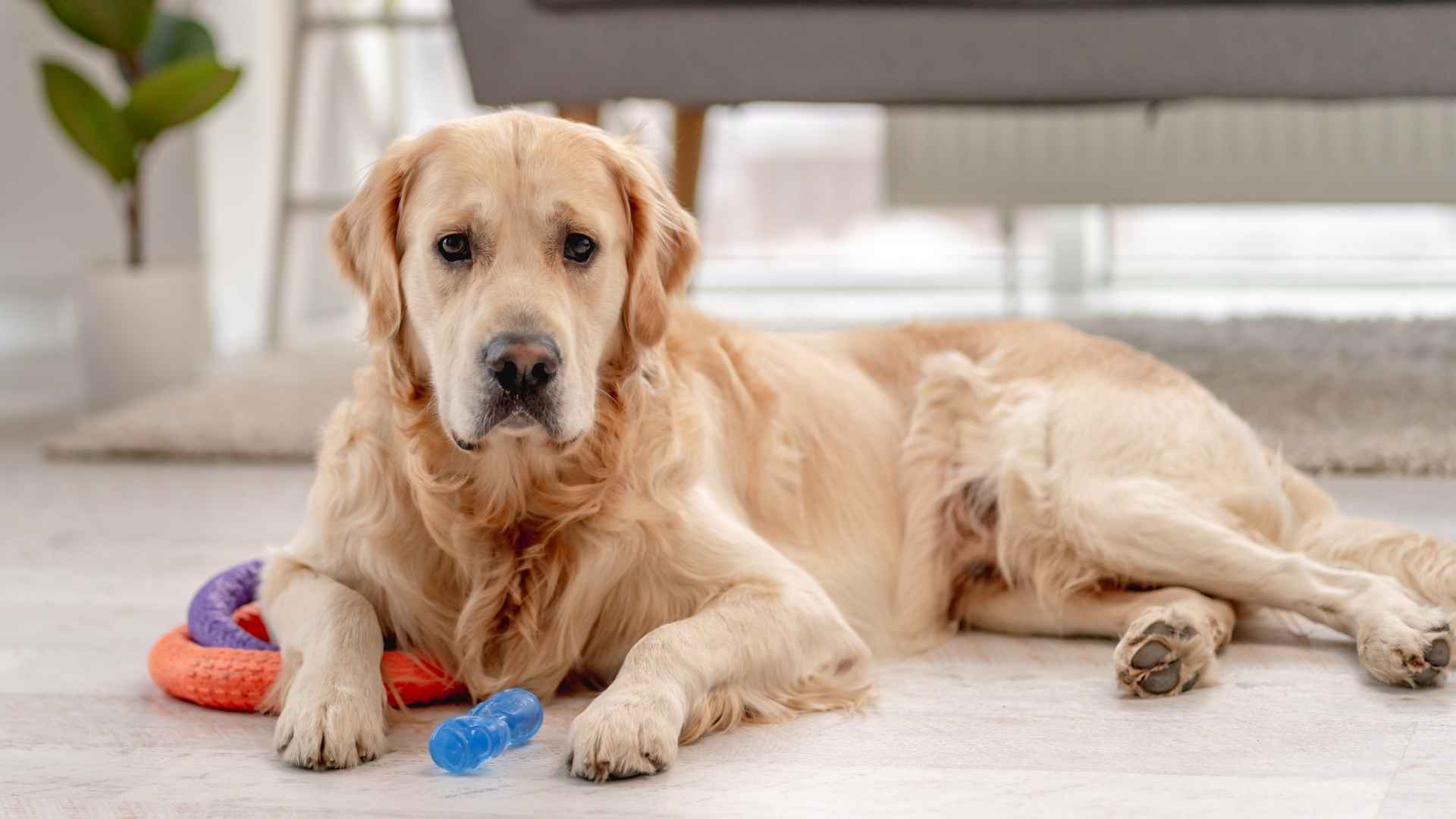 Top 7 Dog Breeds That Play With Automatic Toys Happily
