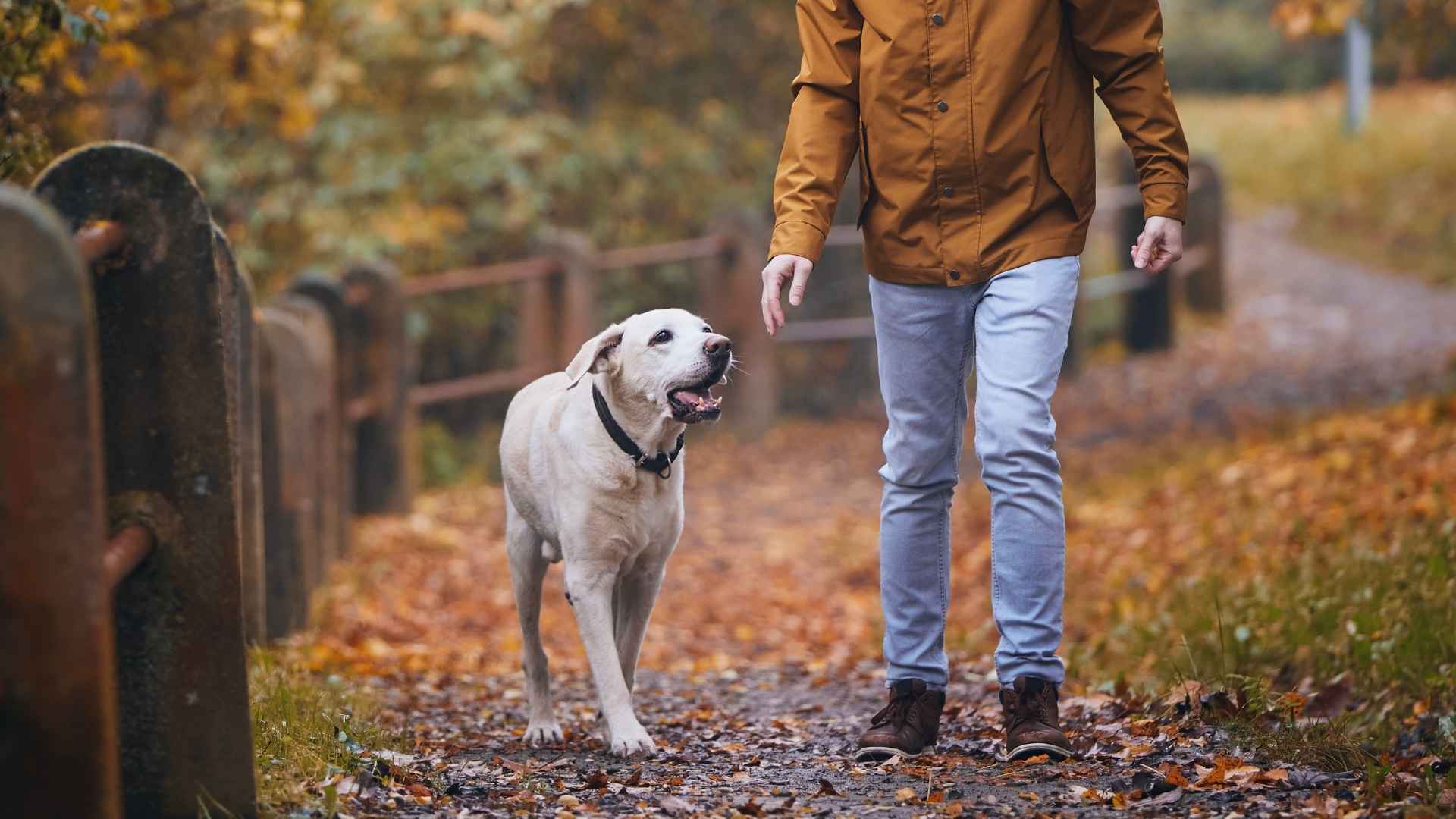 Top 7 Dog Breeds Who’ll Be Your Shadow, No Matter Where You Go