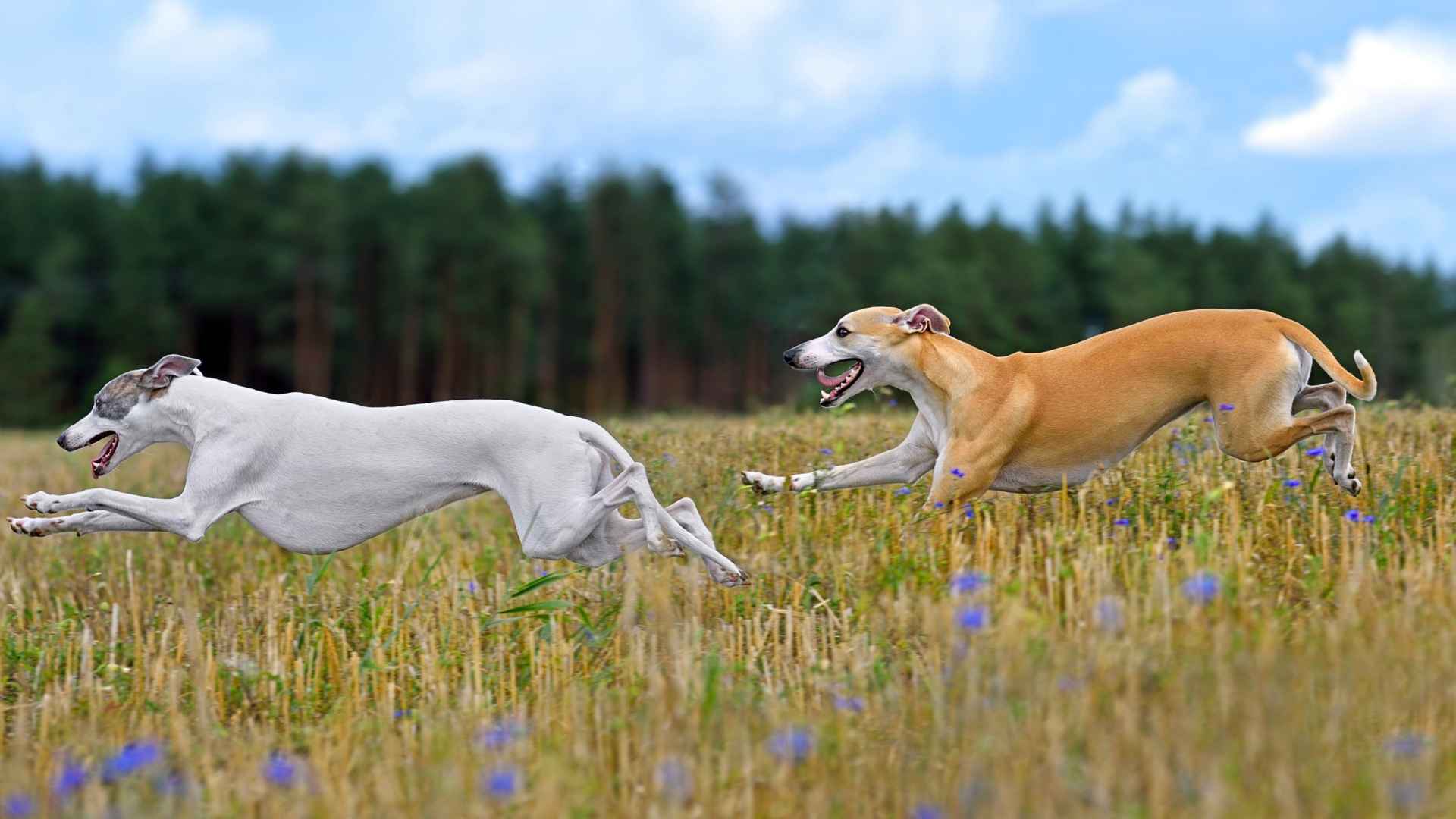 Top 7 Dog Breeds that Point Instinctively Toward Hidden Prey