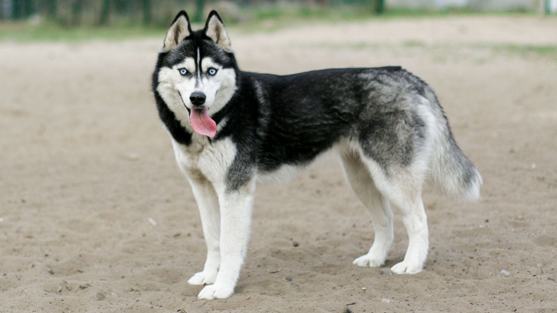 Top 7 Dog Breeds to Avoid If You Aren’t Interested in Training